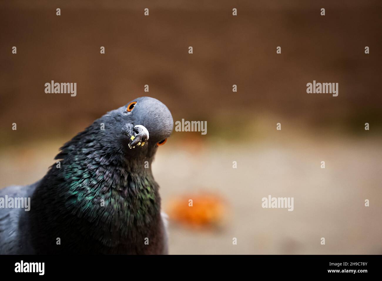 Lalitpur, Bagmati, Nepal. 6th Dec, 2021. Pigeon looks into camera curiosly while eating. Dec 6 2021 Credit: Amit Machamasi/ZUMA Wire/Alamy Live News Stock Photo