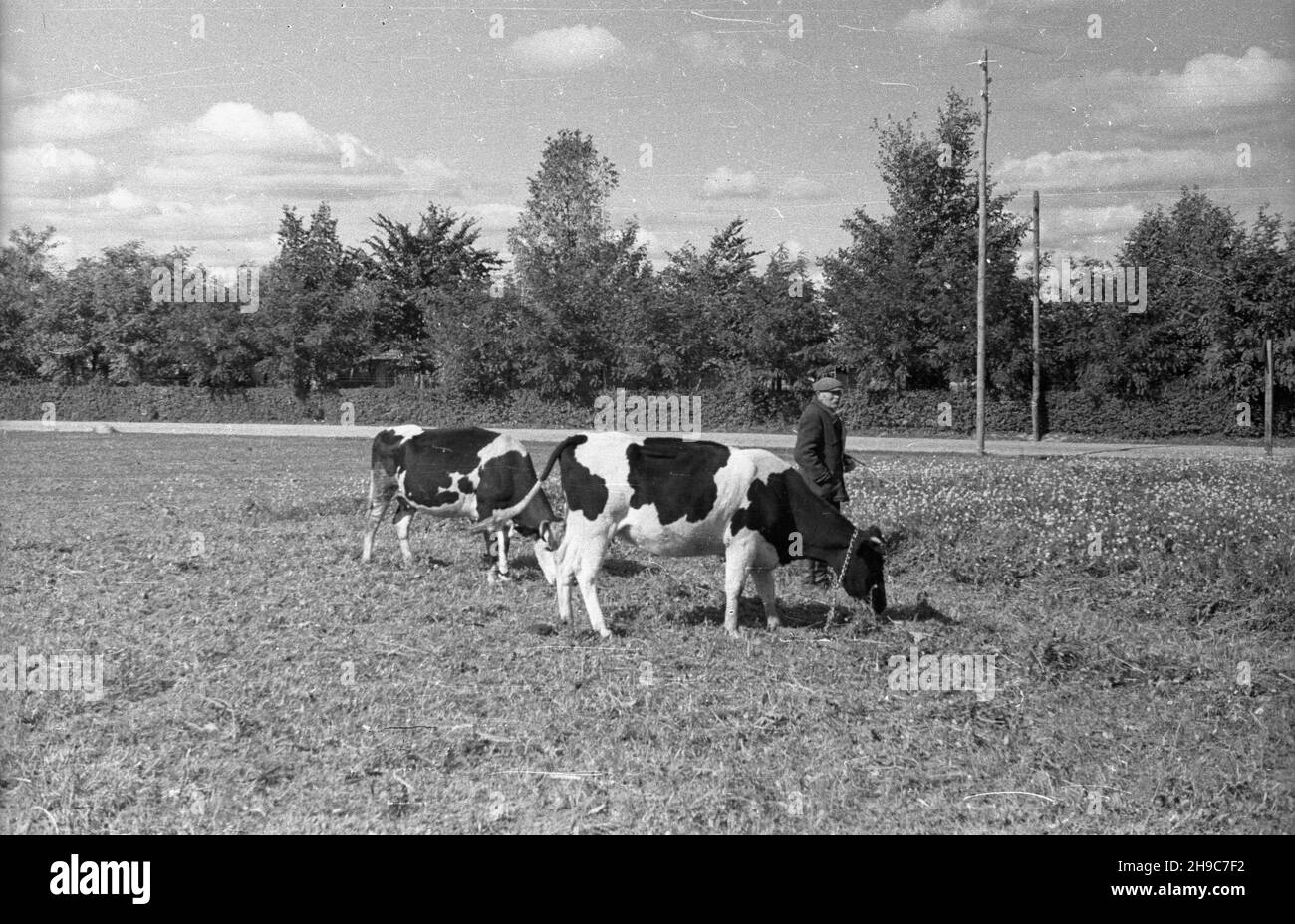 Lisków, 1947-10. Krowy na pastwisku. wb/gr  PAP    Dok³adny dzieñ wydarzenia nieustalony.      Liskow, Oct. 1947. Cows on a pasture.  wb/gr  PAP Stock Photo