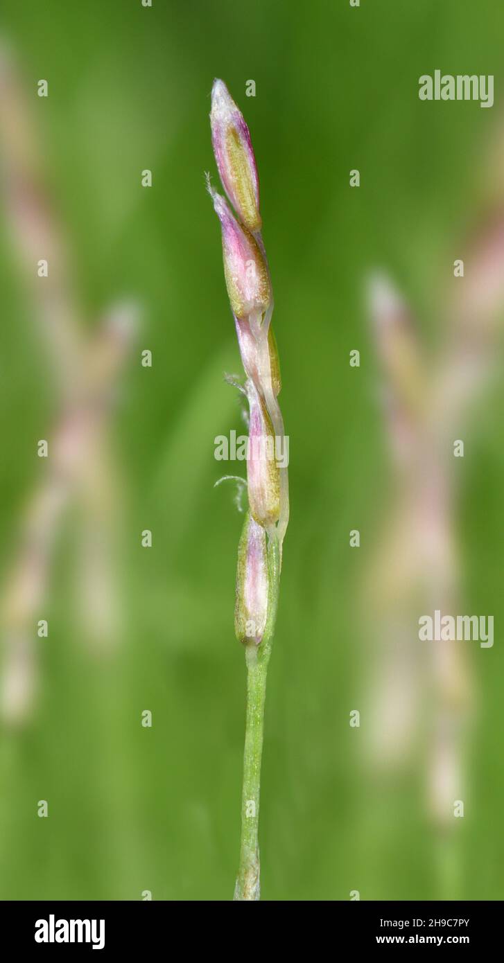 Early Sand-grass - Mibora minima Stock Photo