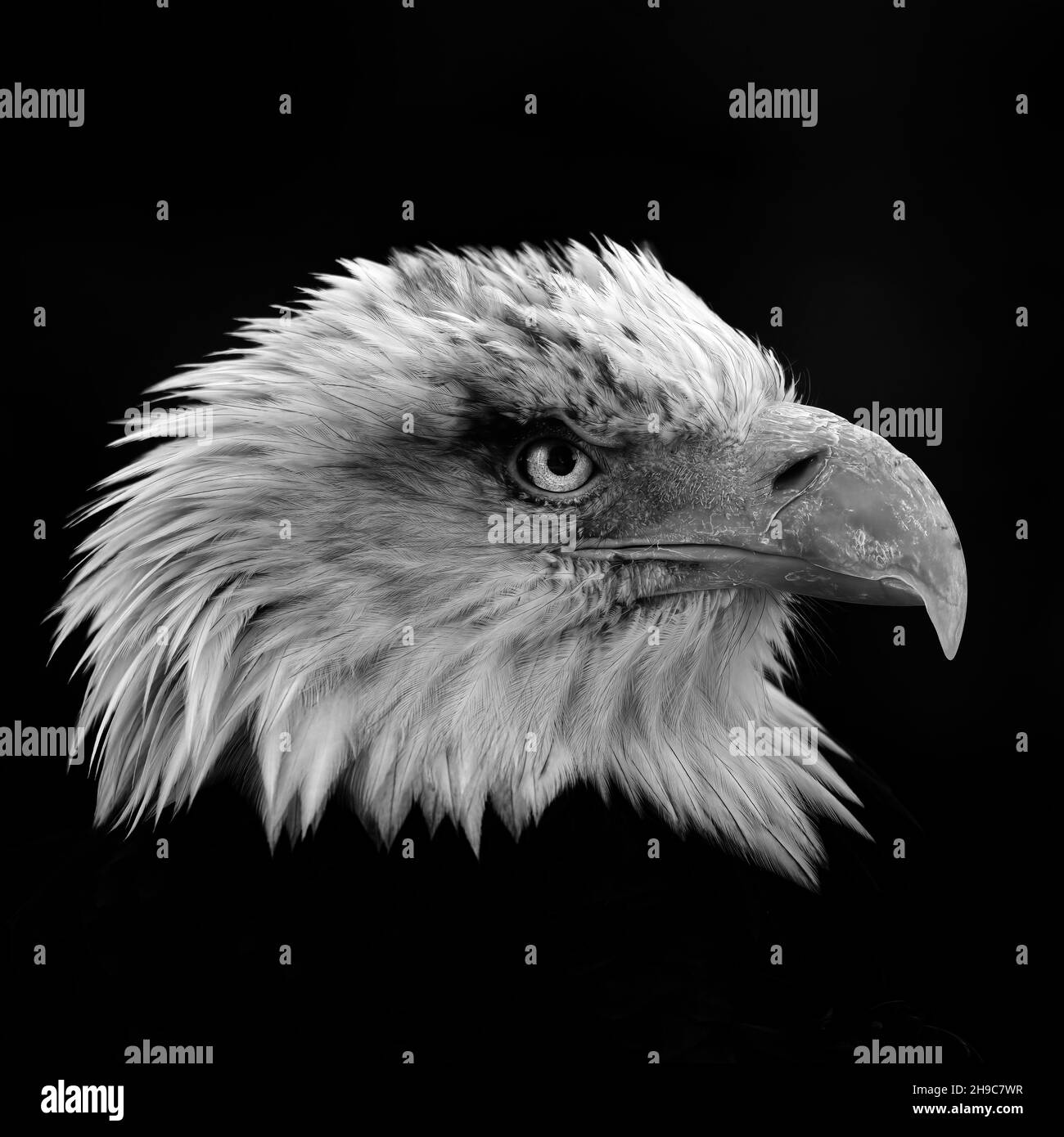 Close up white tailed eagle hi res stock photography and images Alamy