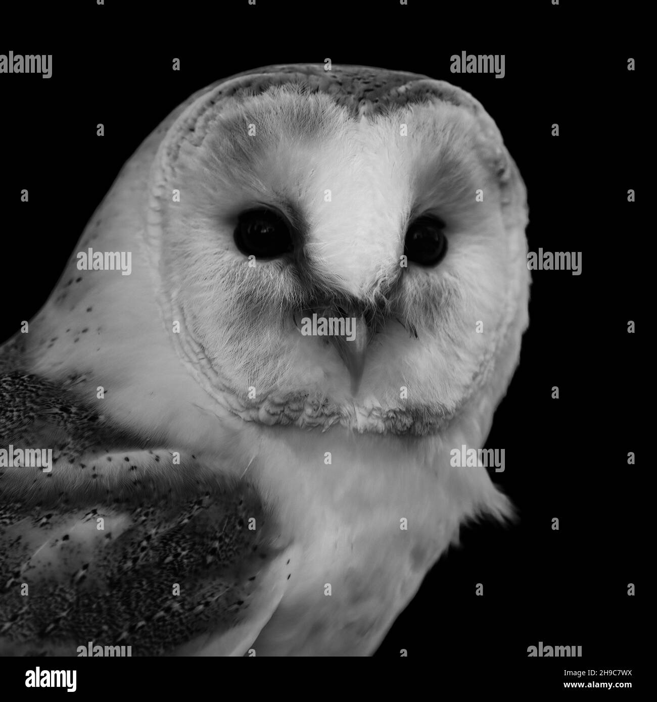 black and white close up of barn owl head Stock Photo