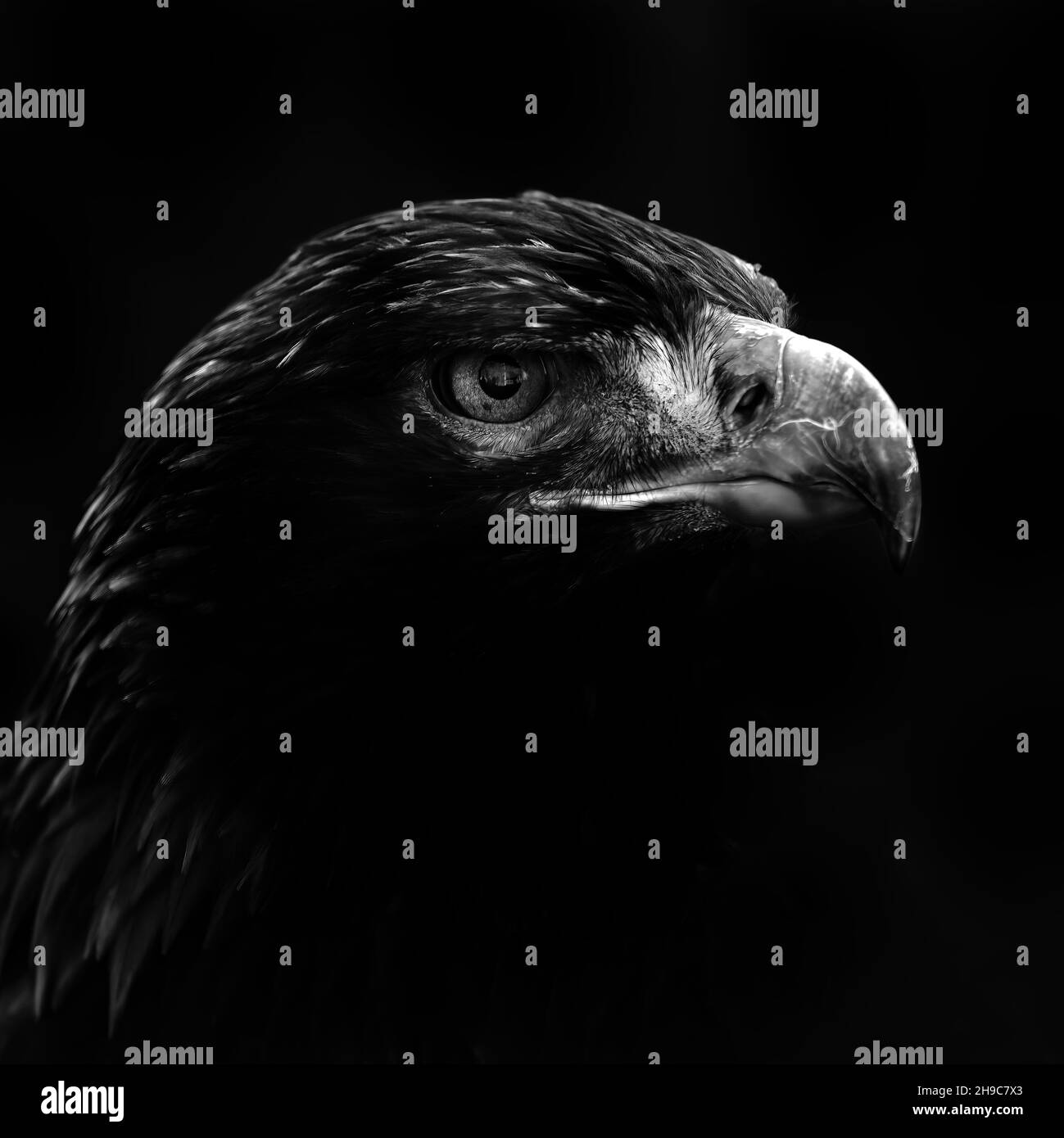 black and white close up of golden eagle head Stock Photo