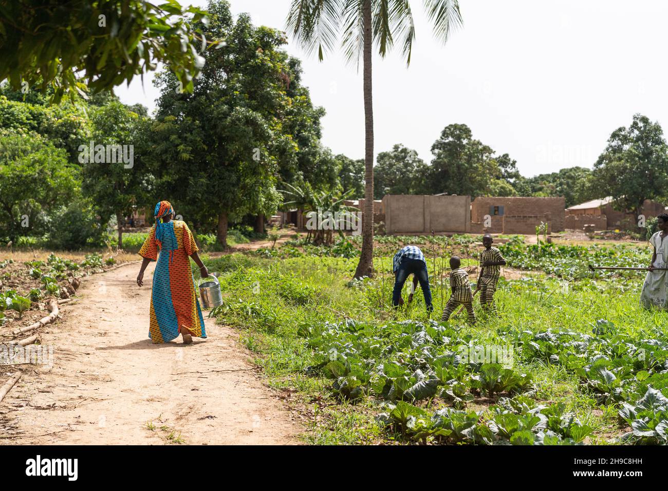Back view of a black African women carrying a heavy water can to agroup of youngsters weeding a vegetable field Stock Photo