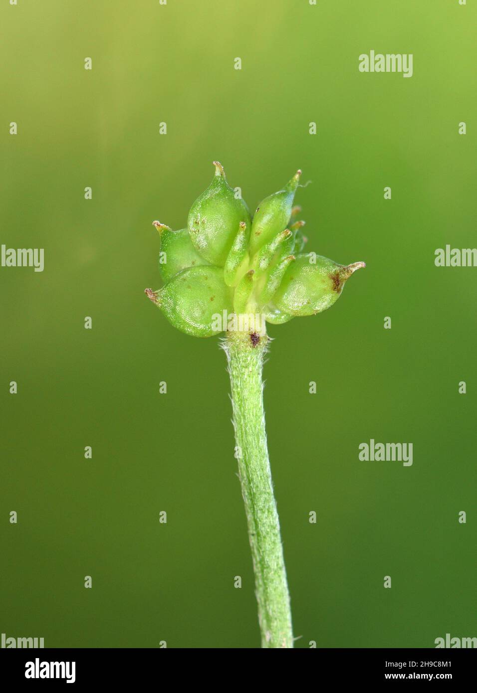 Creeping Buttercup - Ranunculus repens Stock Photo