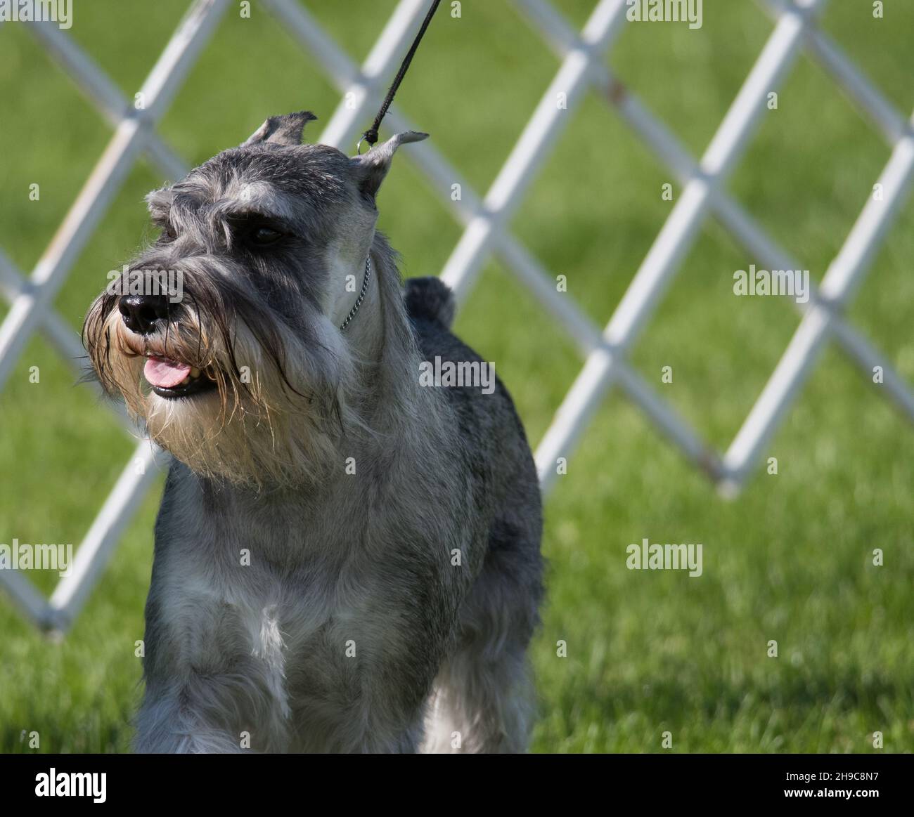 Standard Schnauzer walking in dog show ring Stock Photo Alamy