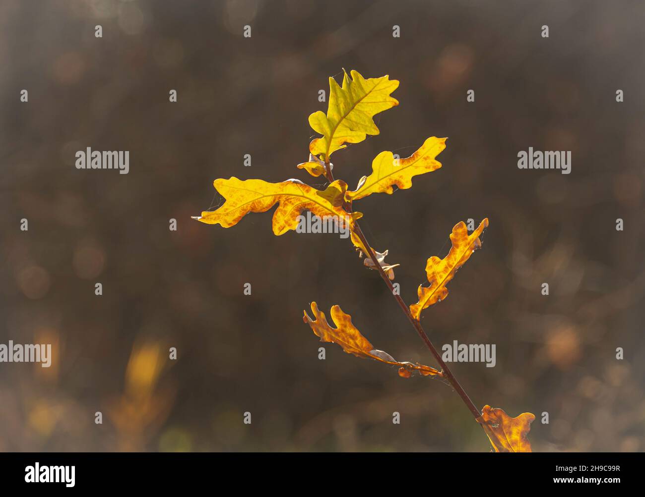 Oak branch with yellow leaves illuminated by sunlight on a clear autumn day Stock Photo