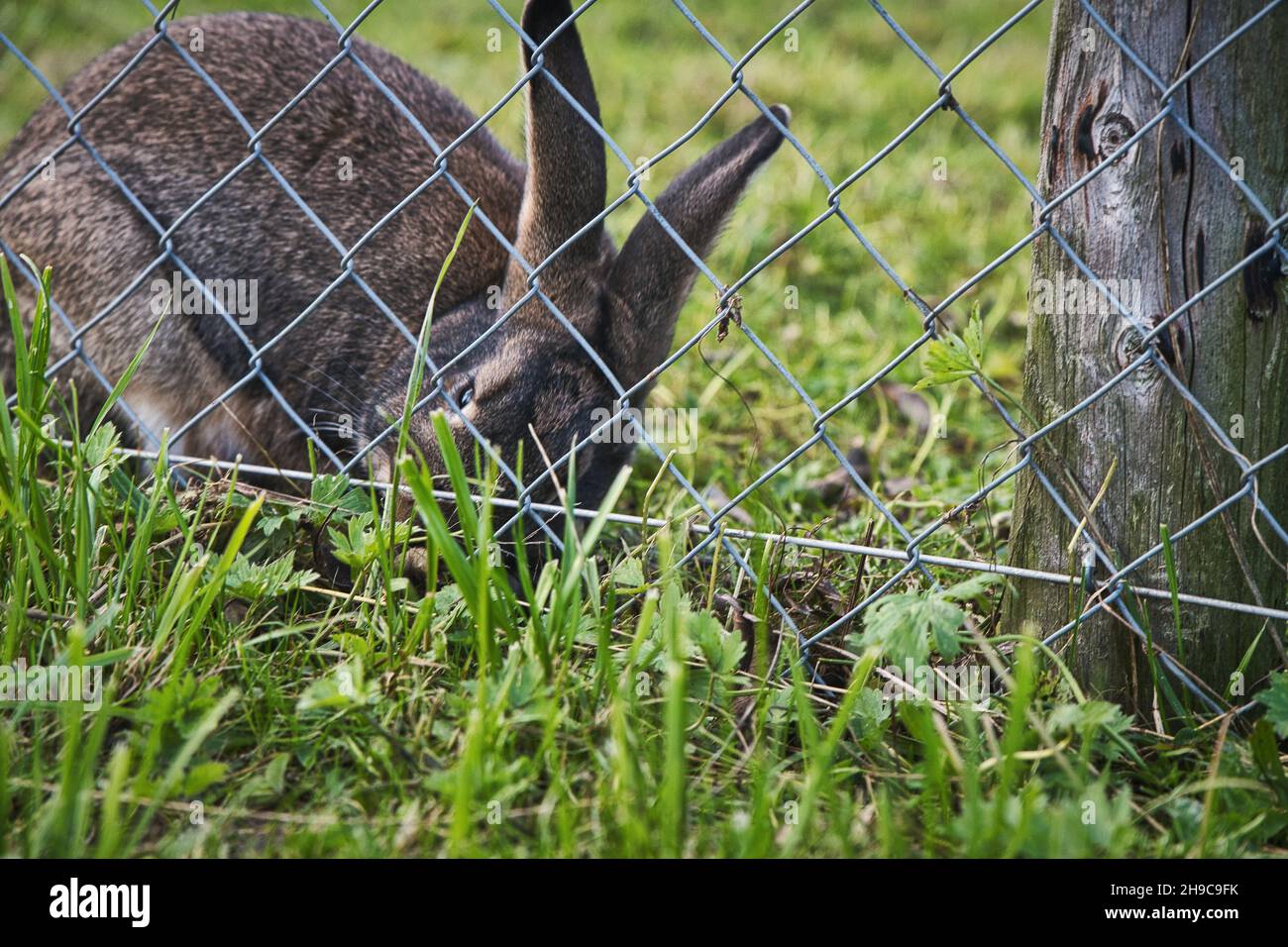 Rabbit behind a grid fence Stock Photo - Alamy