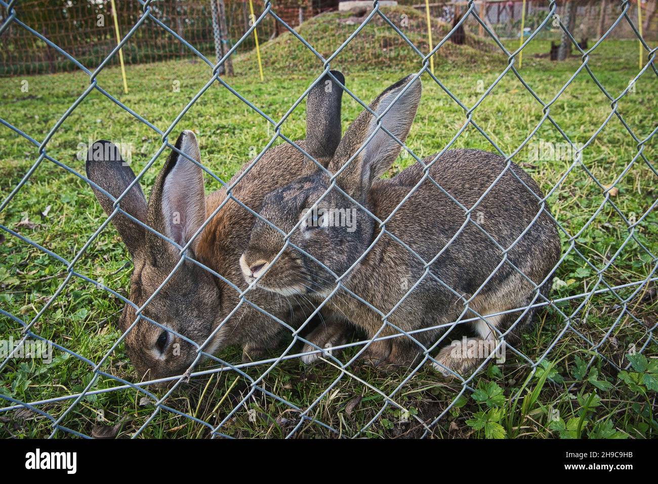 Rabbits behind a grid fence Stock Photo Alamy