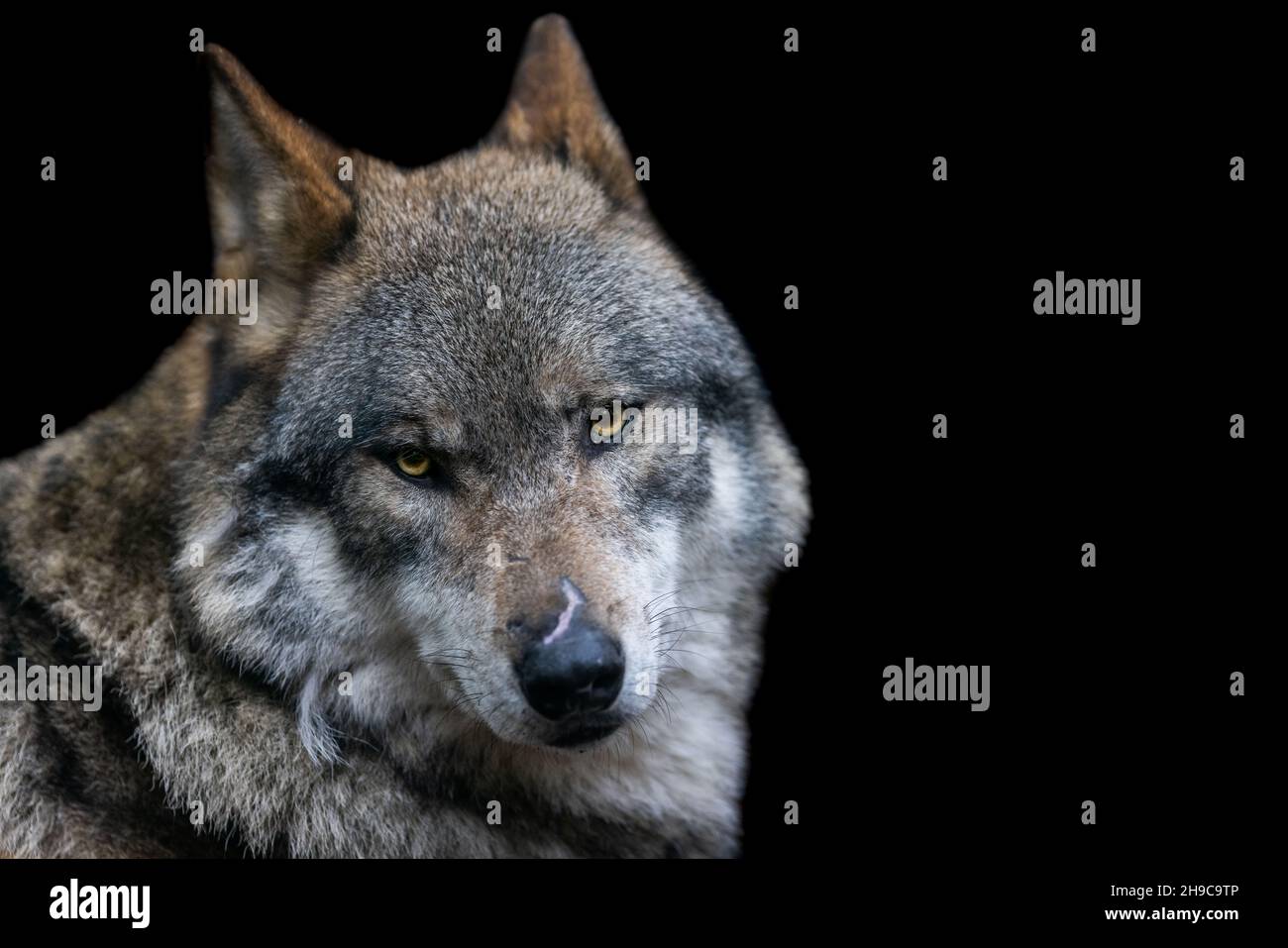 Portrait of a gray wolf in the forest Stock Photo - Alamy