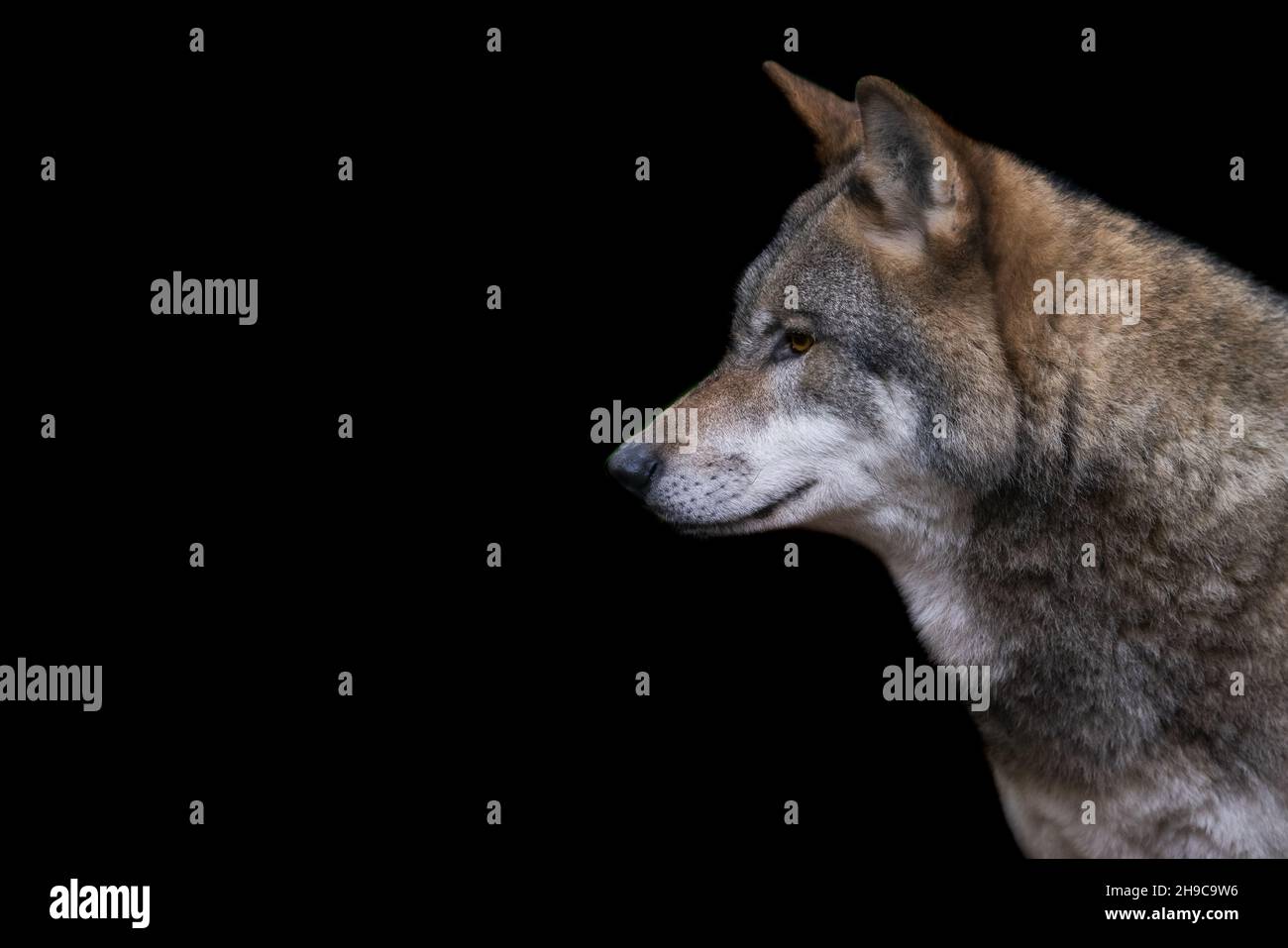 Portrait of a gray wolf in the forest Stock Photo - Alamy