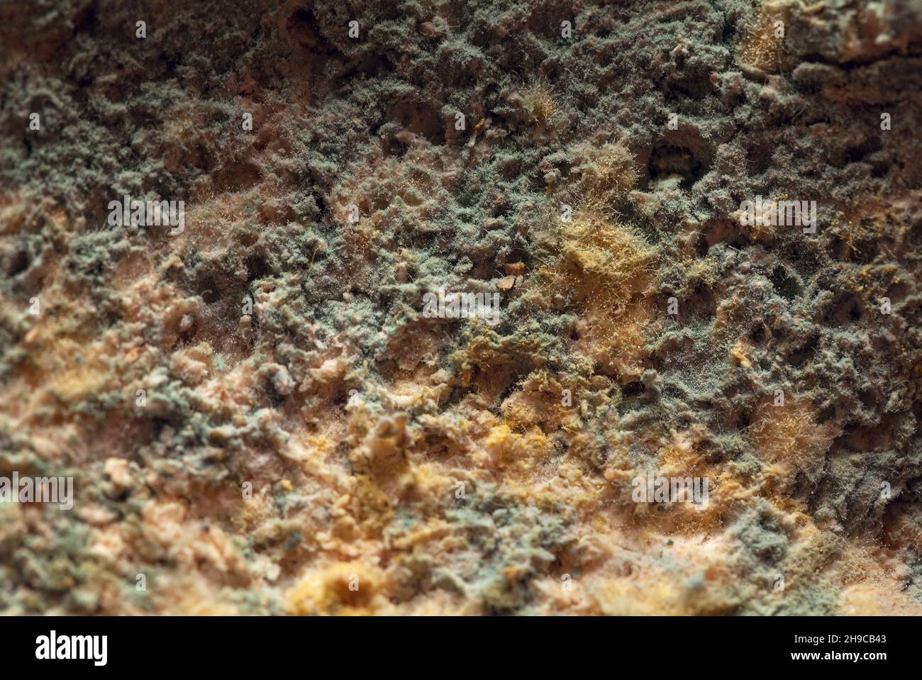 Macro mold background . Rottenness organic texture Stock Photo