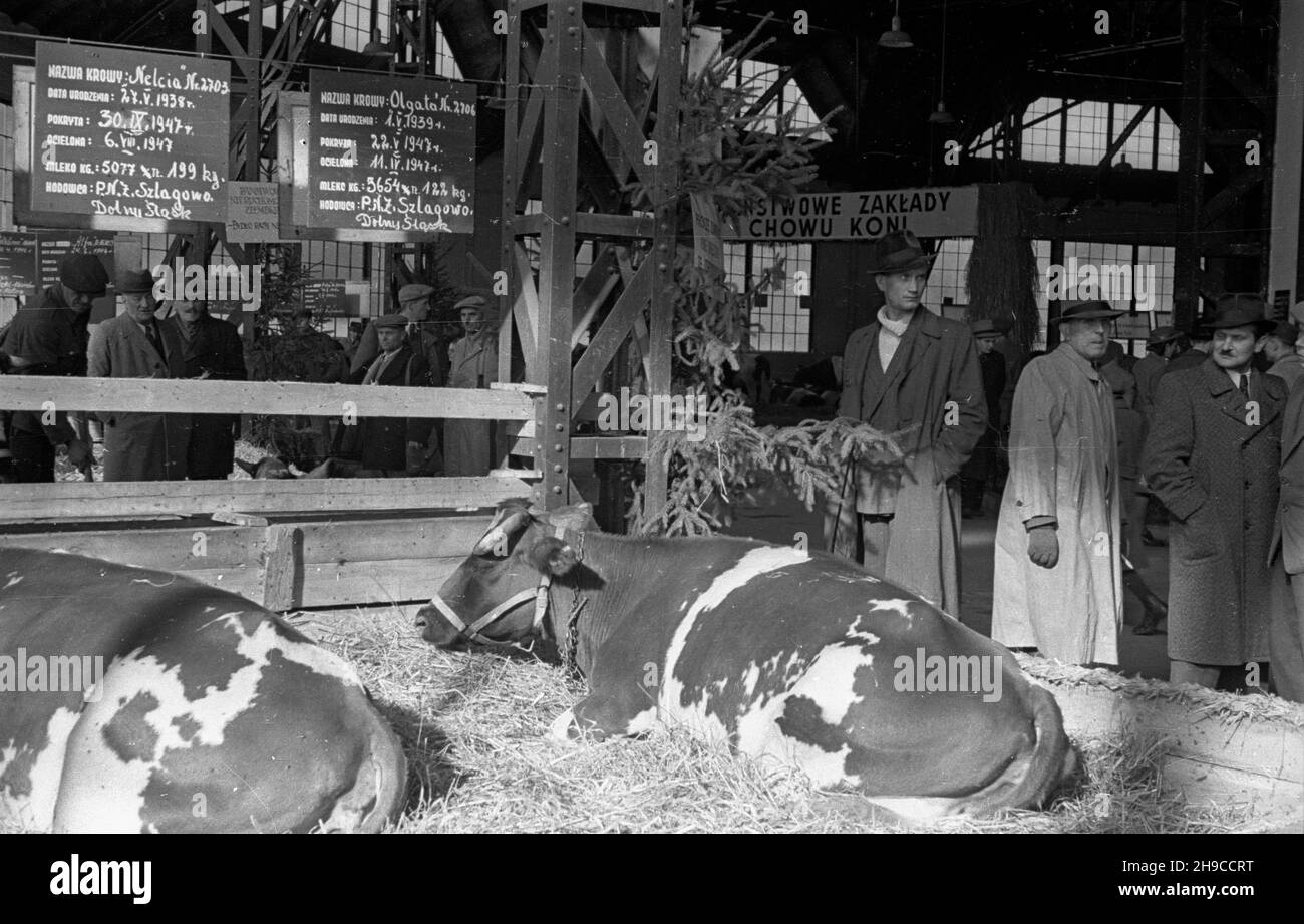 Poznañ, 1947-10. Ogólnokrajowa Wystawa Rolniczo-Ogrodnicza, w dniach 11-29 paŸdziernika, na terenie Miêdzynarodowych Targów Poznañskich. Nz. zwierzêta hodowlane - krowy. mb/gr  PAP    Dok³adny dzieñ wydarzenia nieustalony.      Poznan, Oct. 1947. National Agricultural Exhibition held at the premises of Poznan International Fair on October 11 to 29. Pictured: farm animals - cows.  mb/gr  PAP Stock Photo