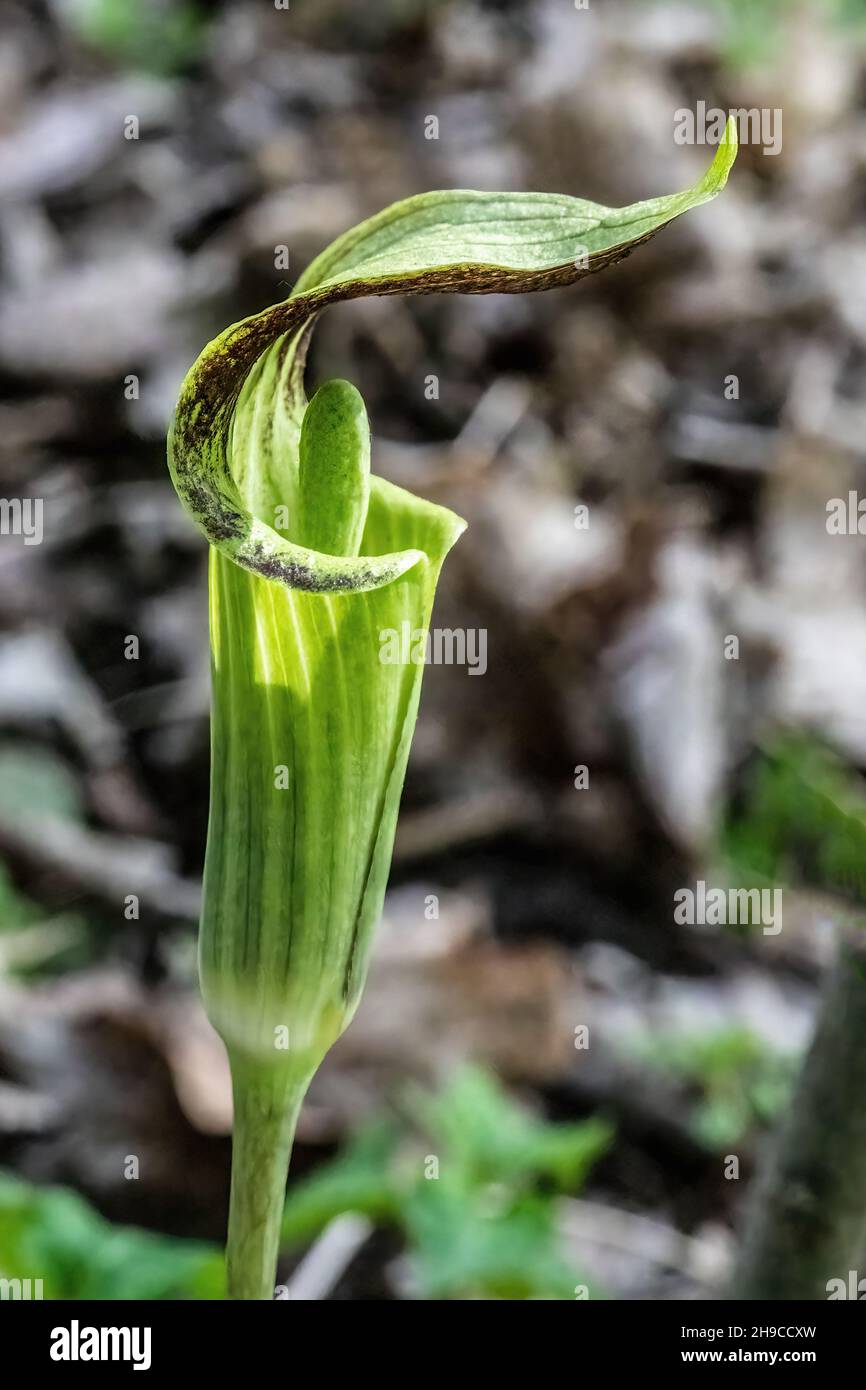 Jack-in-the-pulpit in the springtime woods at Interstate State Park, St. Croix Falls, Wisconsin USA. Stock Photo
