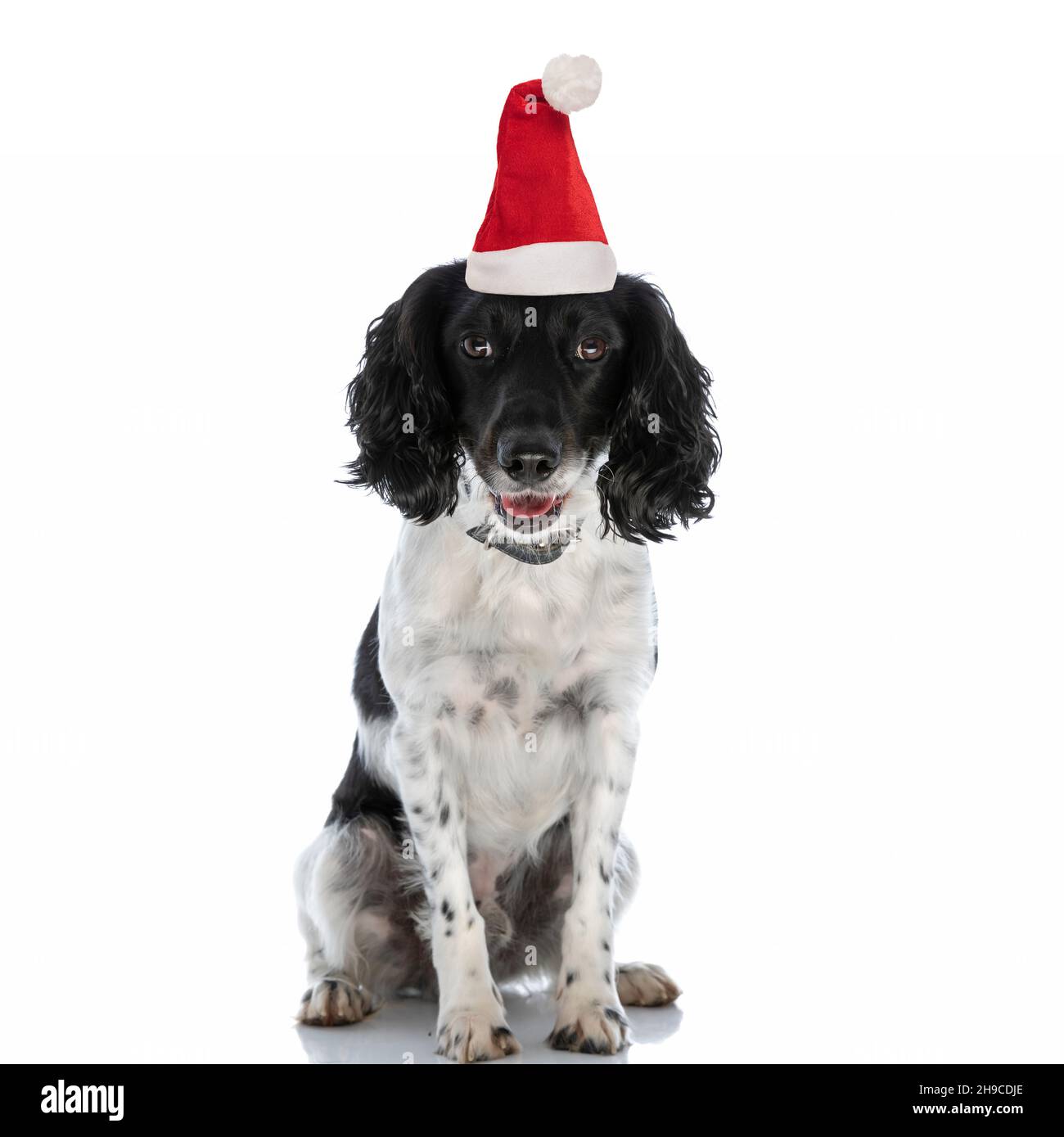springer spaniel hat