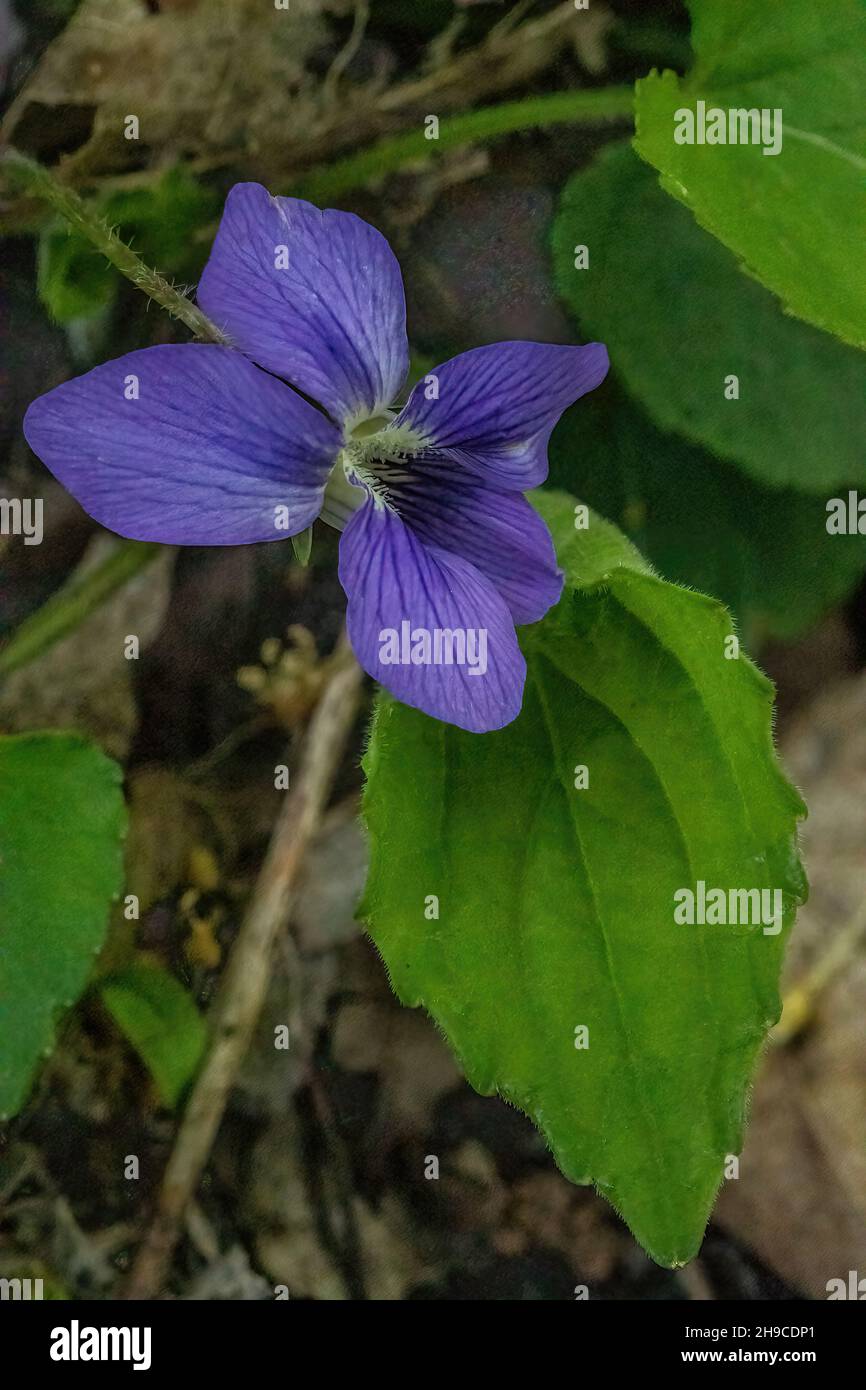 Arrowleaf violet in the springtime woods of Interstate State Park, St. Croix Falls, Wisconsin USA. Stock Photo