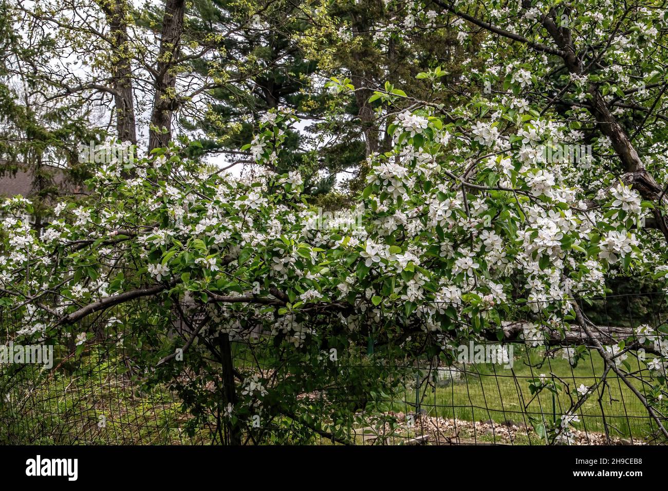 Flowering apple tree in the springtime growing against a wire fence in
