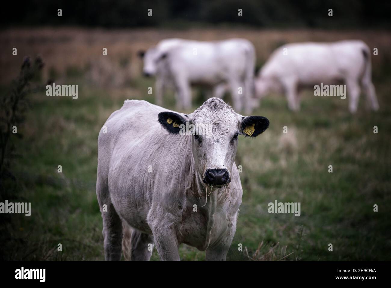British White Cattle trio Stock Photo