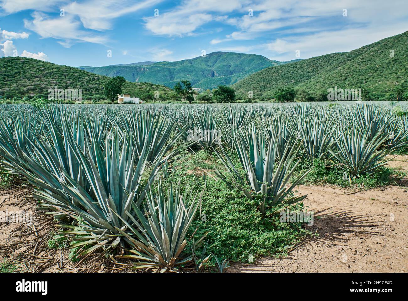 Blue agave plantation in the field to make tequila tequila Stock Photo