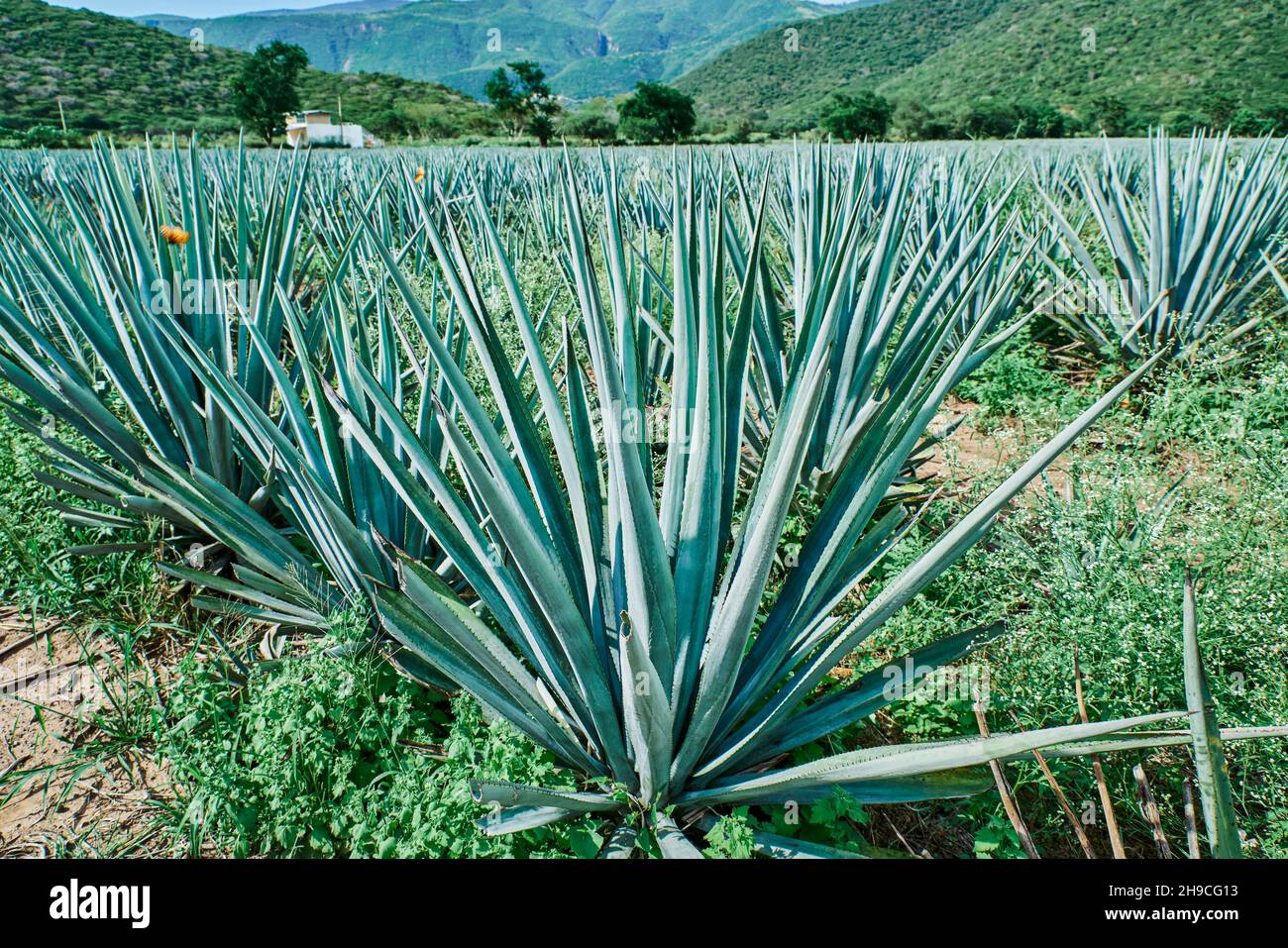 Blue agave plantation in the field to make tequila tequila Stock Photo