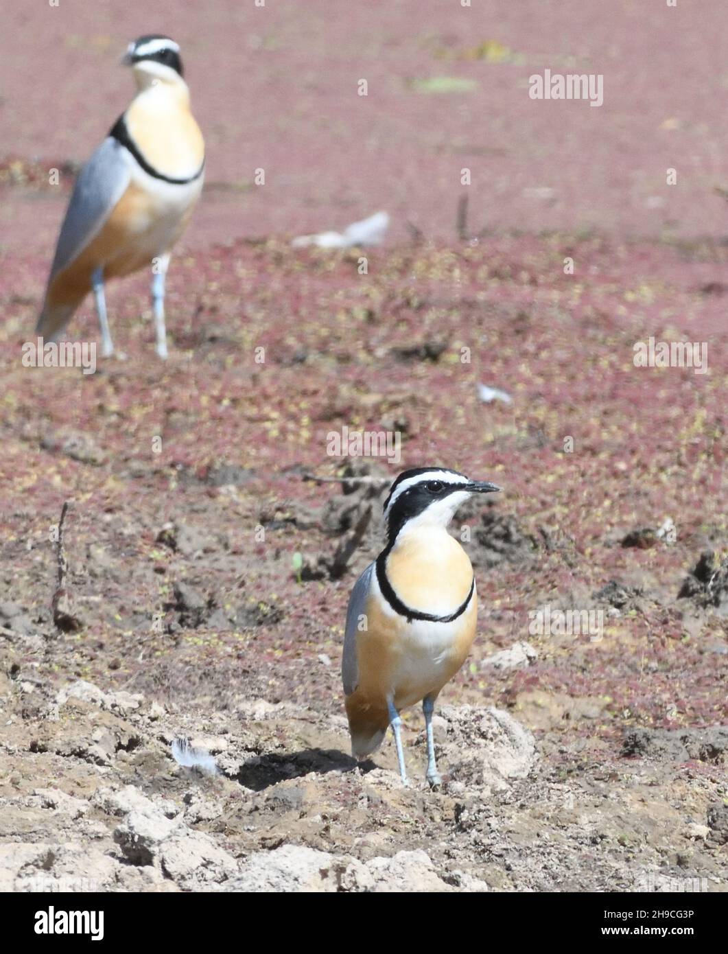 Egyptian plovers (Pluvianus aegyptius) by a muddy pool. Njau, , The Republic of the Gambia. Stock Photo