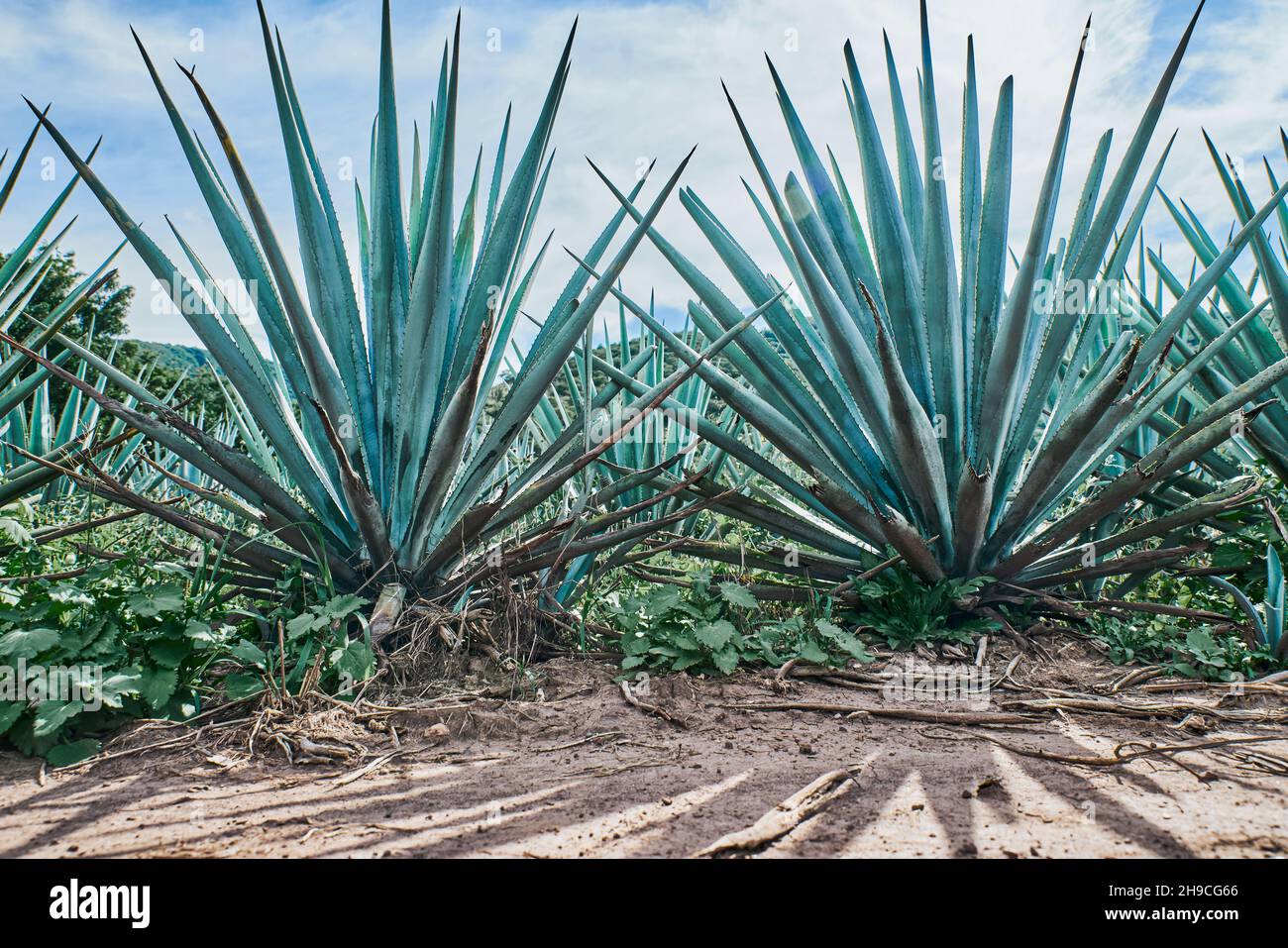 Blue agave plantation in the field to make tequila tequila Stock Photo