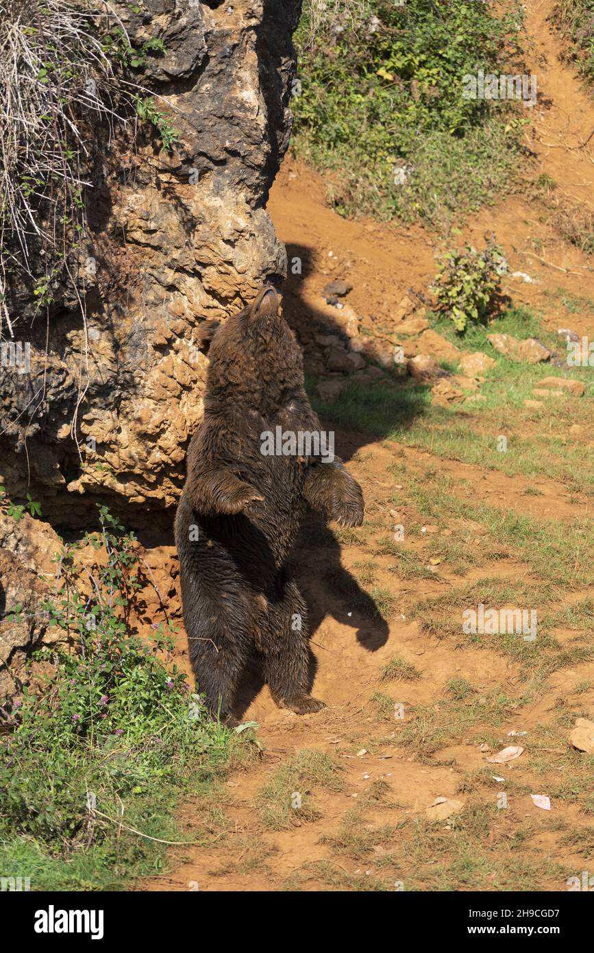 Brown bear scratching his back Stock Photo