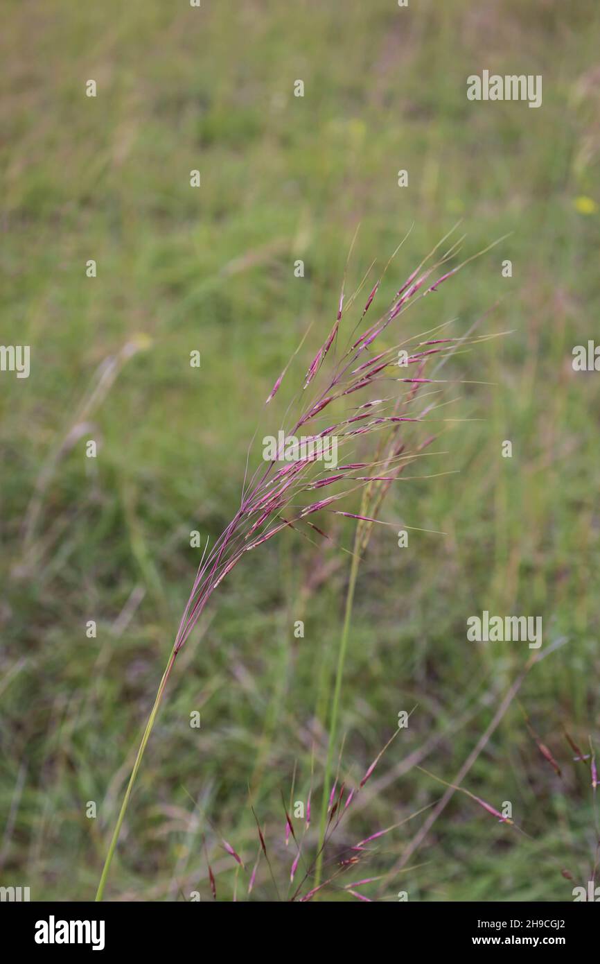 Grass Chrysopogon gryllus in Deliblato sand in northern Serbia Stock Photo