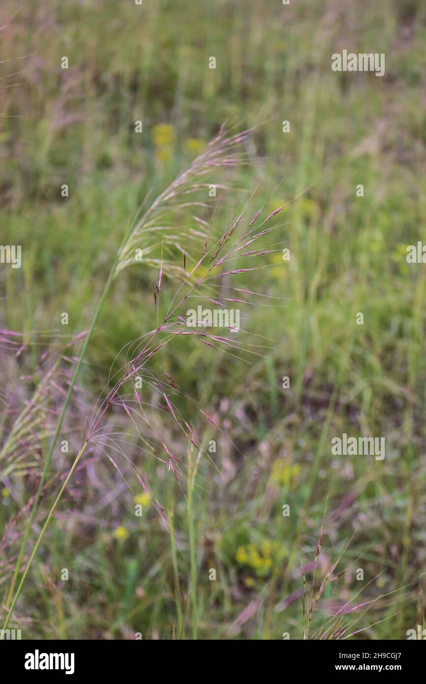 Grass Chrysopogon gryllus in Deliblato sand in northern Serbia Stock Photo