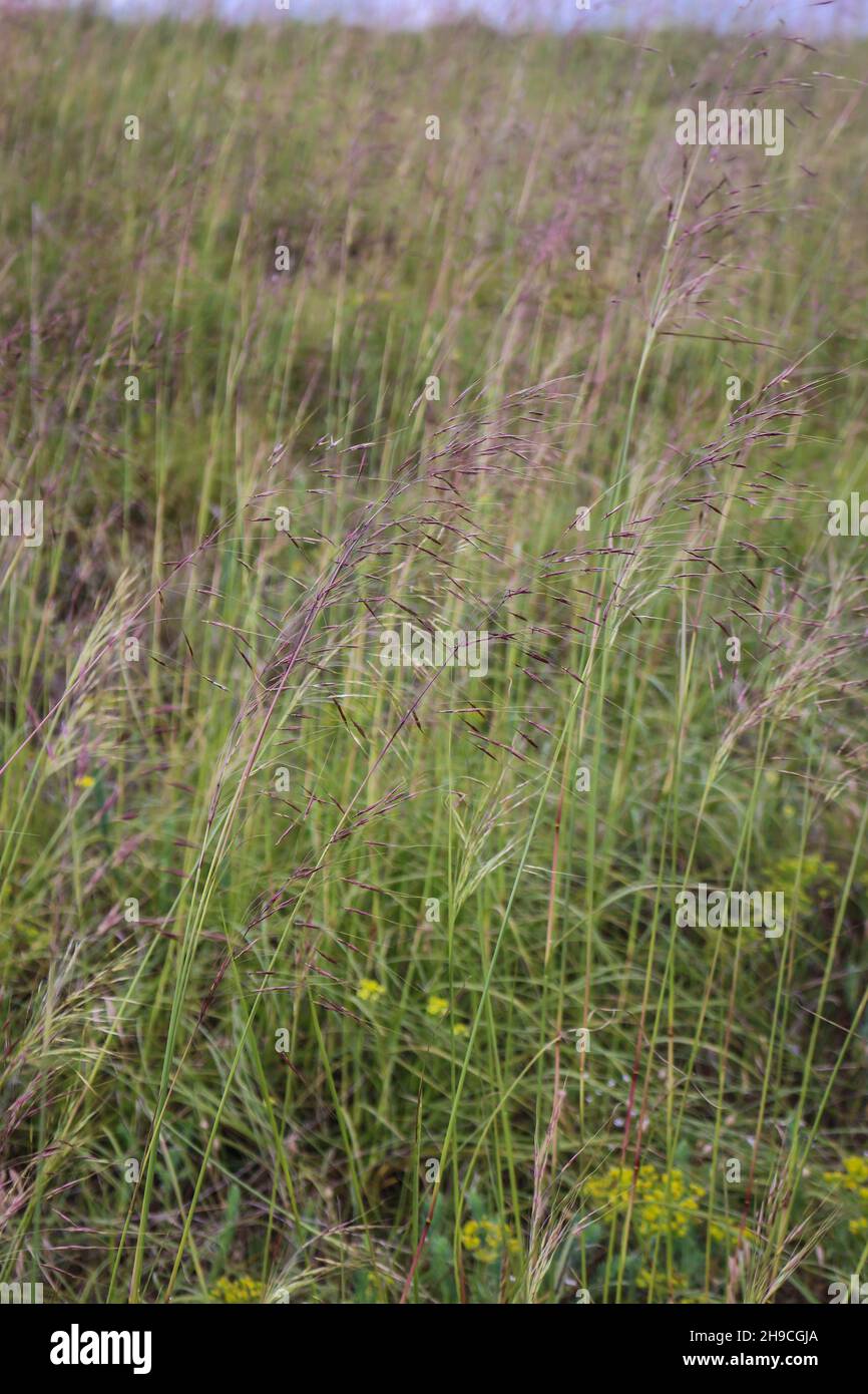 Grass Chrysopogon gryllus in Deliblato sand in northern Serbia Stock Photo