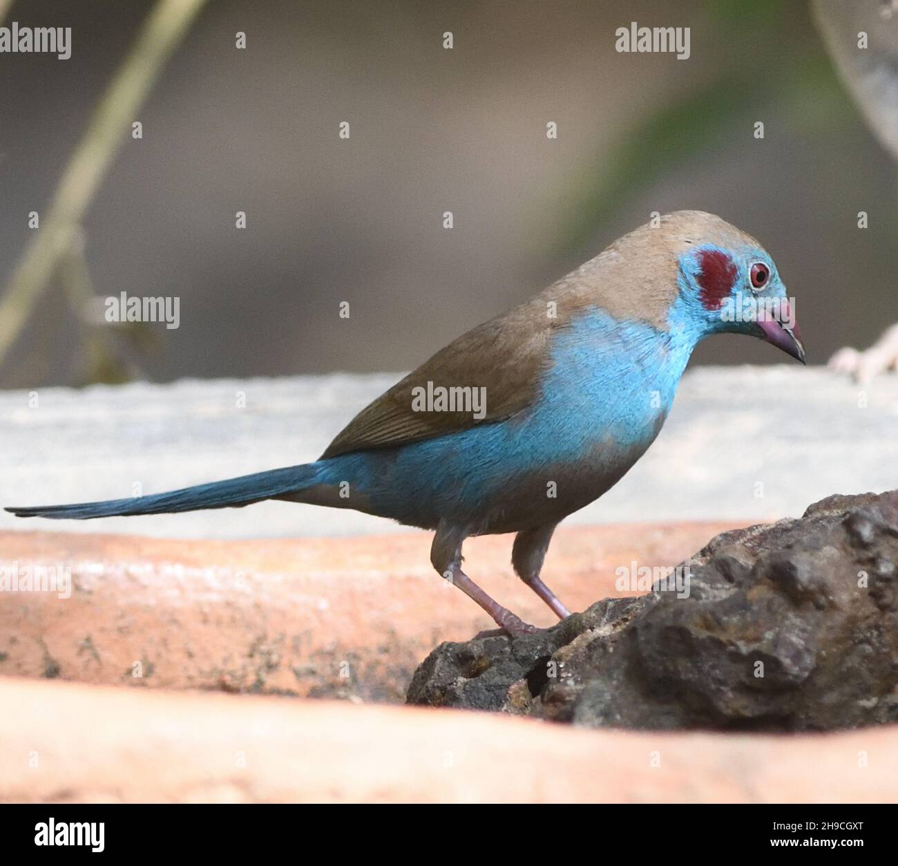A male red-cheeked cordon-bleu (Uraeginthus bengalus) is attracted by a bowl of water. Kunda, The Republic of the Gambia. Stock Photo