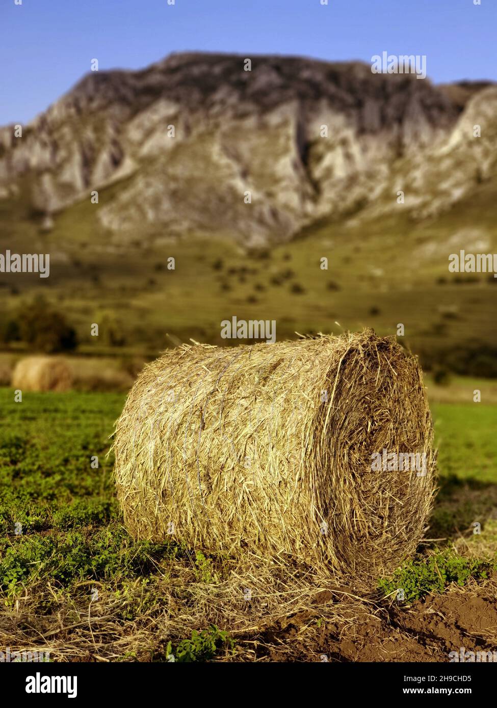 Vertical shot of a hay roll in a field Stock Photo - Alamy