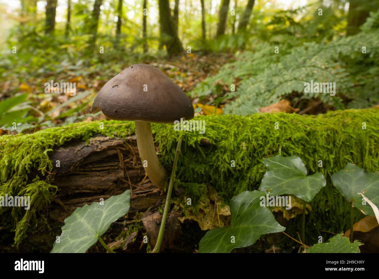 A Deer Shield (Pluteus cervinus) mushroom, also known as Deer Mushroom and Fawn Mushroom, growing on a rotting log in woodland in the Quantock Hills, Somerset, England. Stock Photo