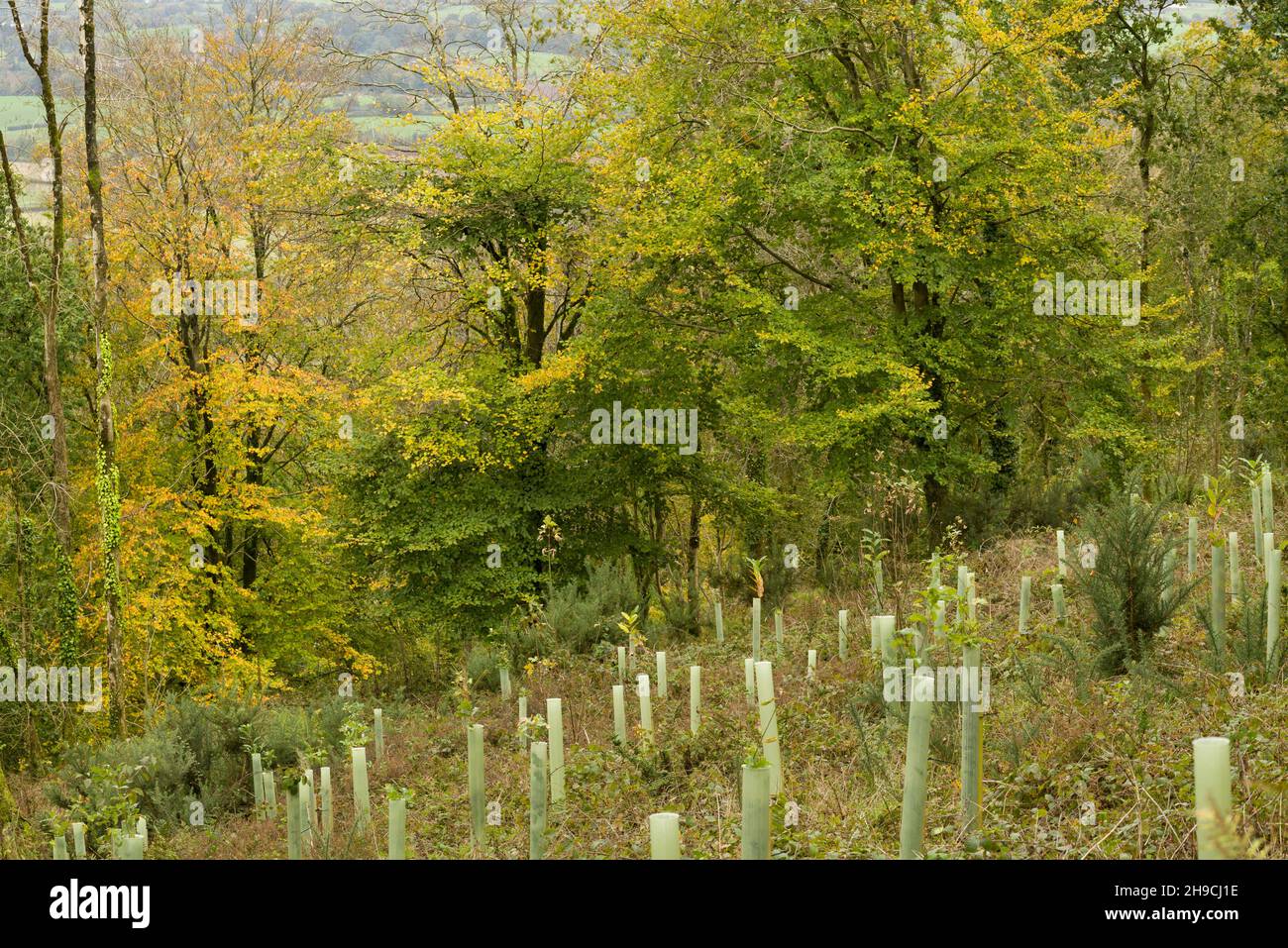 Plastic sapling guards protecting recently planted trees in a clearing in a broadleaf woodland at Cothelstone Hill in autumn in the Quantock Hills, Somerset, England. Stock Photo