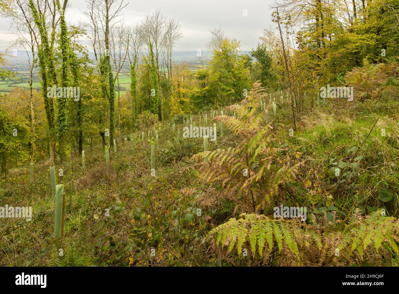 Plastic sapling guards protecting recently planted trees in a clearing in a broadleaf woodland at Cothelstone Hill in autumn in the Quantock Hills, Somerset, England. Stock Photo