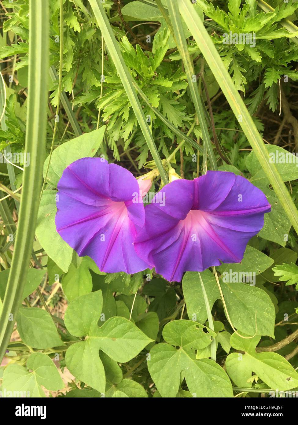 Violet flowers of the Ipomoea plant. Purple snowdrop flowers Stock