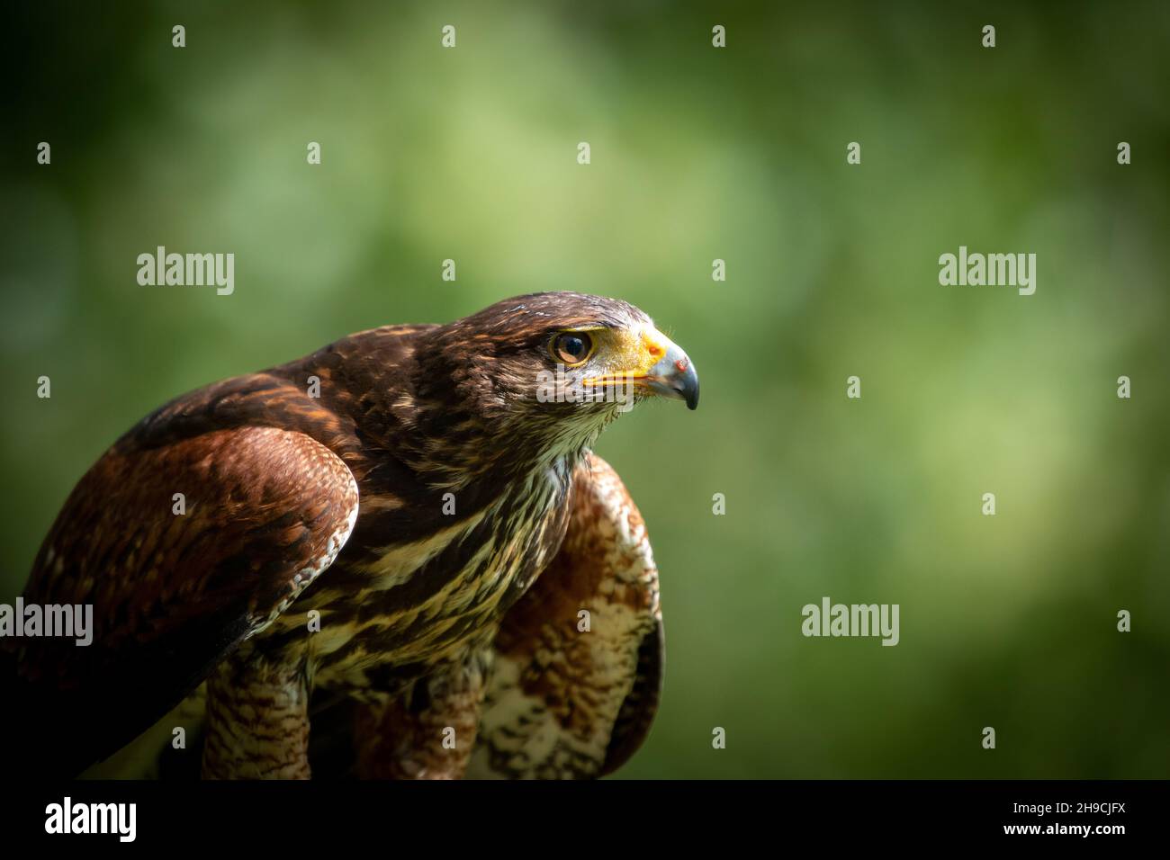 Hawk eye hi-res stock photography and images - Alamy