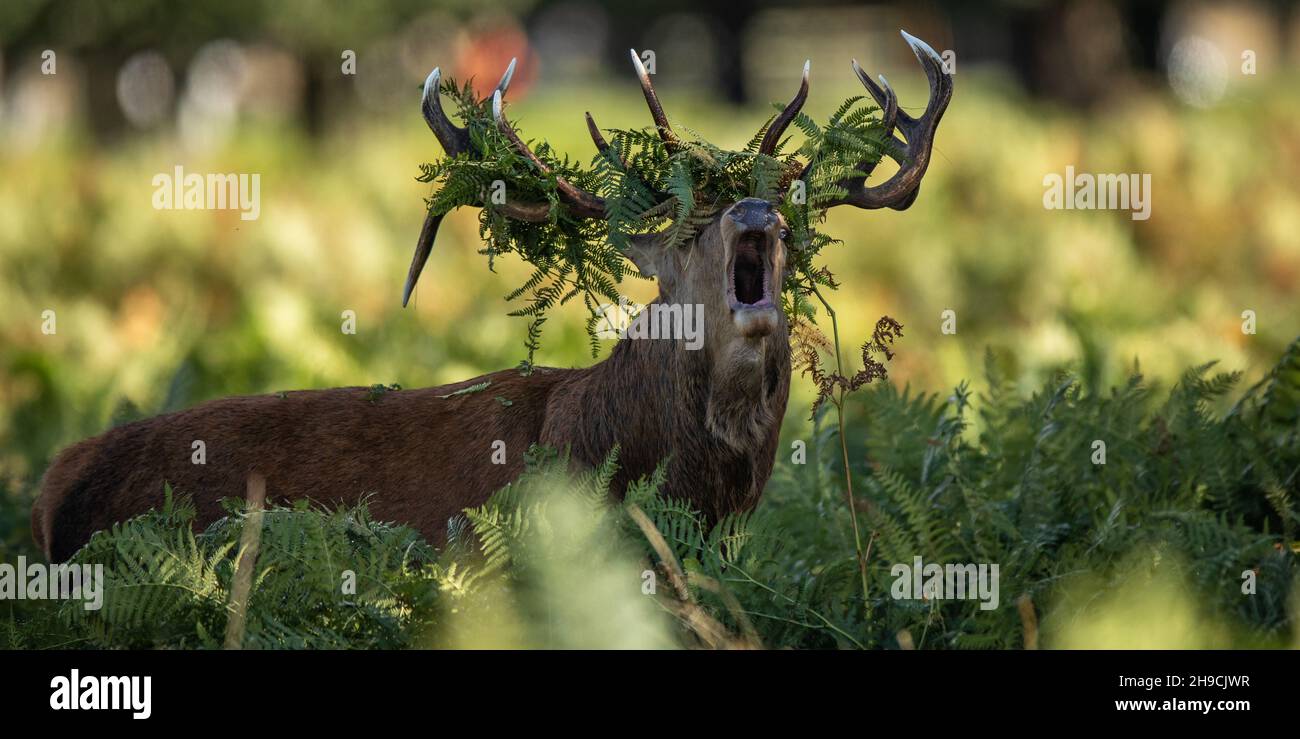 Red deer stag rutting with bracken on its antlers Stock Photo