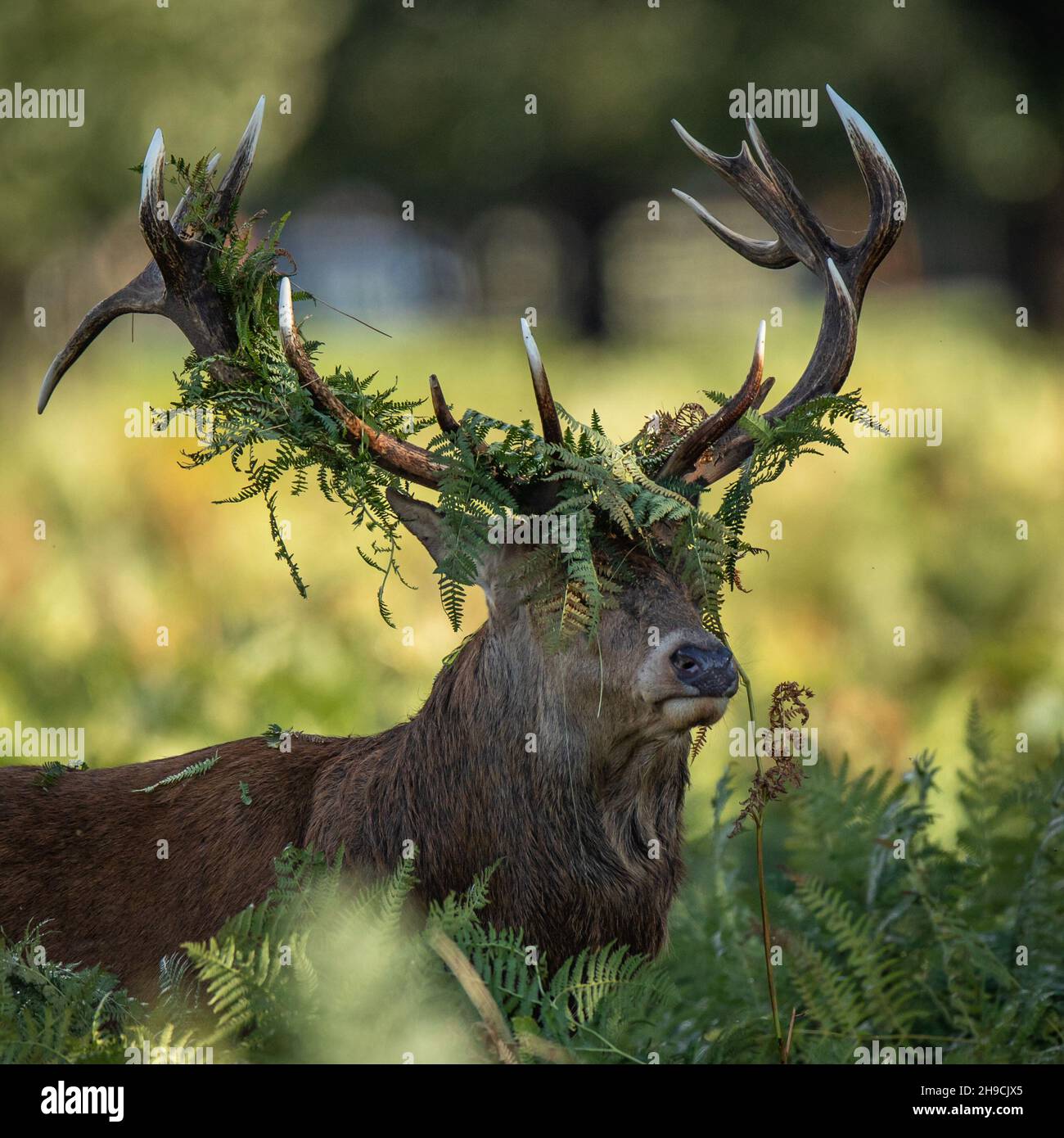 Red deer stag rutting with bracken on its antlers Stock Photo Alamy