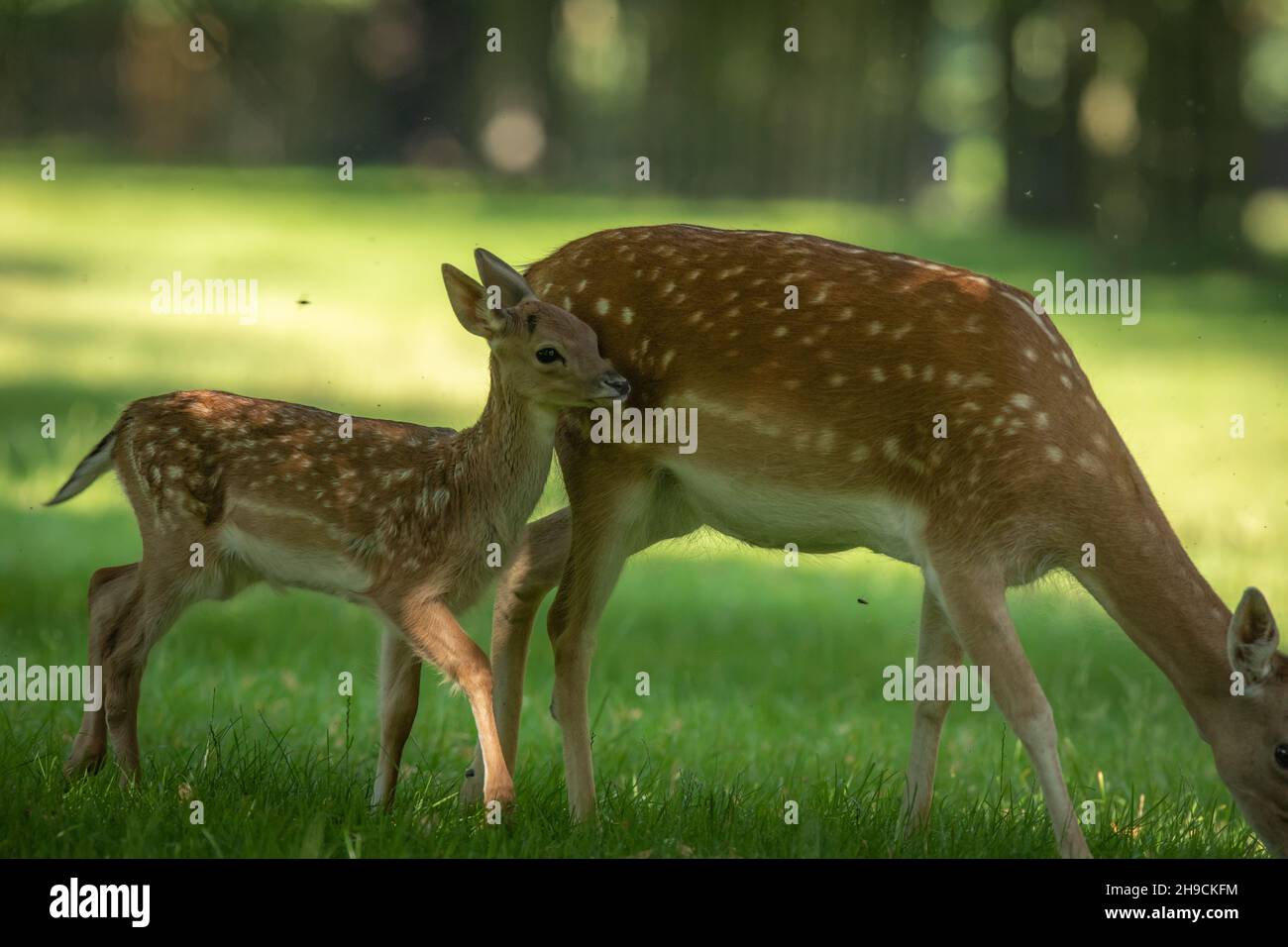 A fallow deer fawn in the summer Stock Photo
