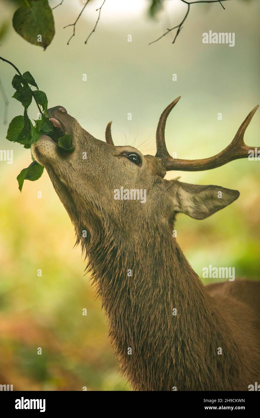 A red deer stag eating browse Stock Photo Alamy