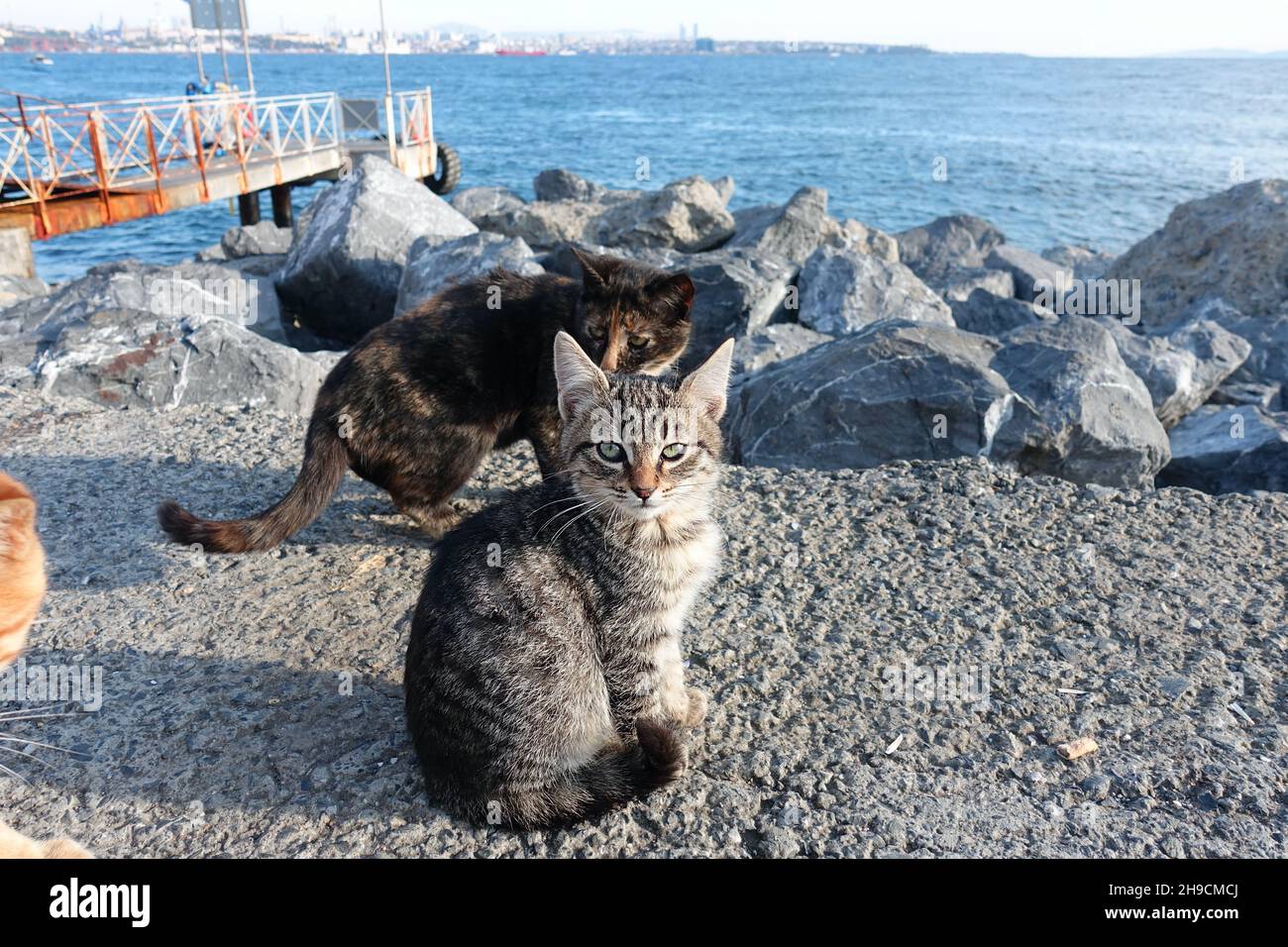 Little grey kittens (baby cats) on the bay of Istanbul - cute small cats looking into the camera with ocean background Stock Photo