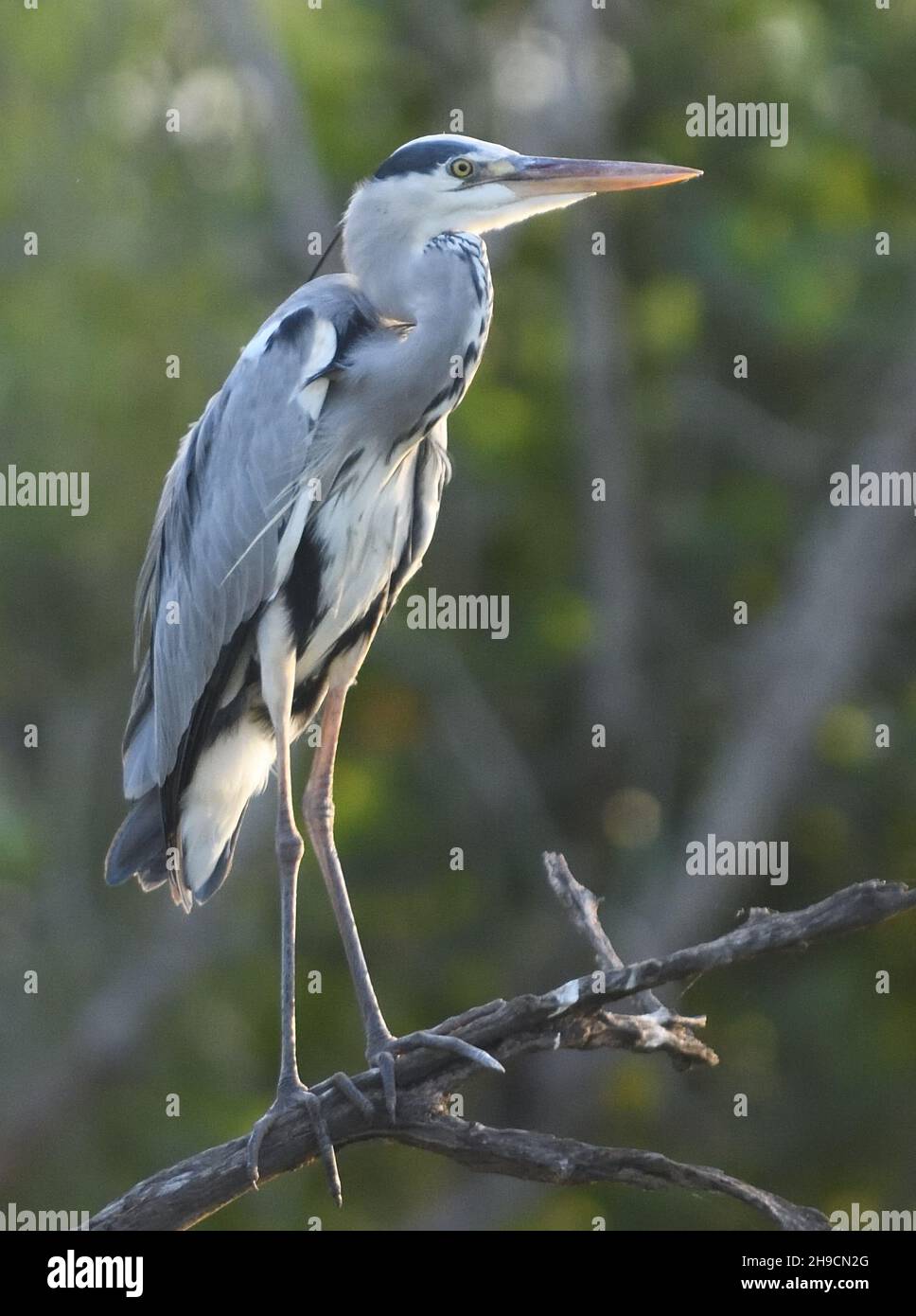 A grey heron (Ardea cinerea)  perches on a branch above a creek off the Gambia River. Tendaba, The Republic of the Gambia. Stock Photo