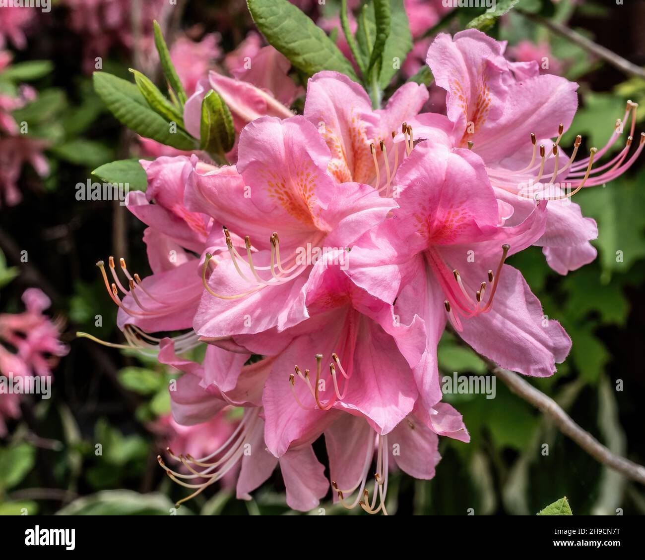 Pretty pink azalea blossoms in the springtime in St. Croix Falls, Wisconsin USA. Stock Photo