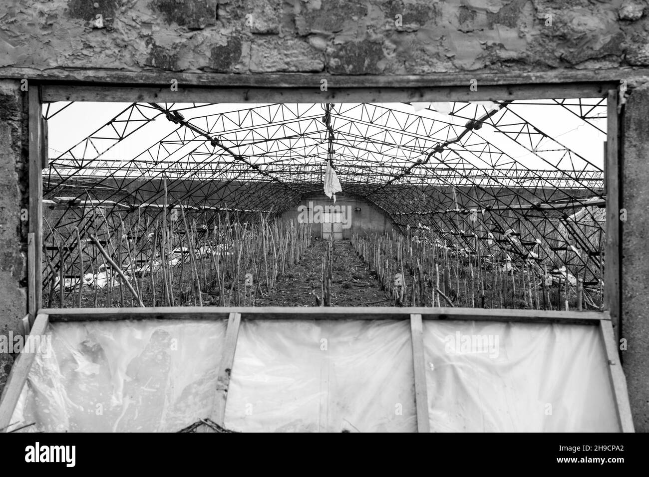 Abandoned greenhouses. Destroyed greenhouse of a ruined hothouse economy. Abandoned greenhouse. Frame greenhouses without glass and film. Stock Photo