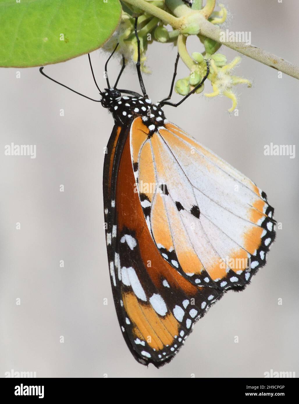 AN African monarch butterfly (Danaus chrysippus) with untypical pale hindwings. Kartong,  The Republic of the Gambia. Stock Photo