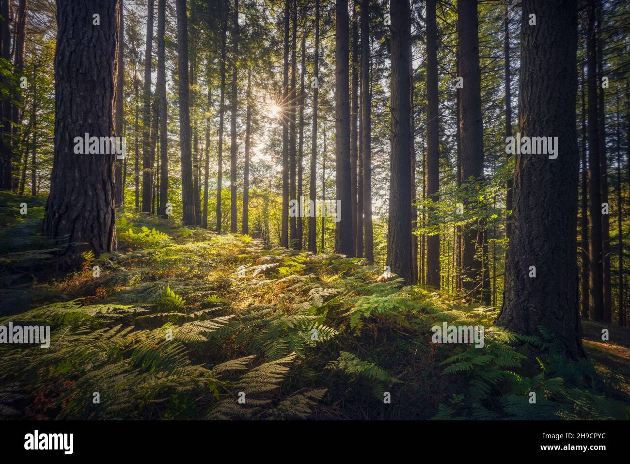 Acquerino nature reserve forest. Douglas fir trees and ferns in the morning, autumn season, Apennines, Tuscany region, Pistoia province, Italy, Europe Stock Photo