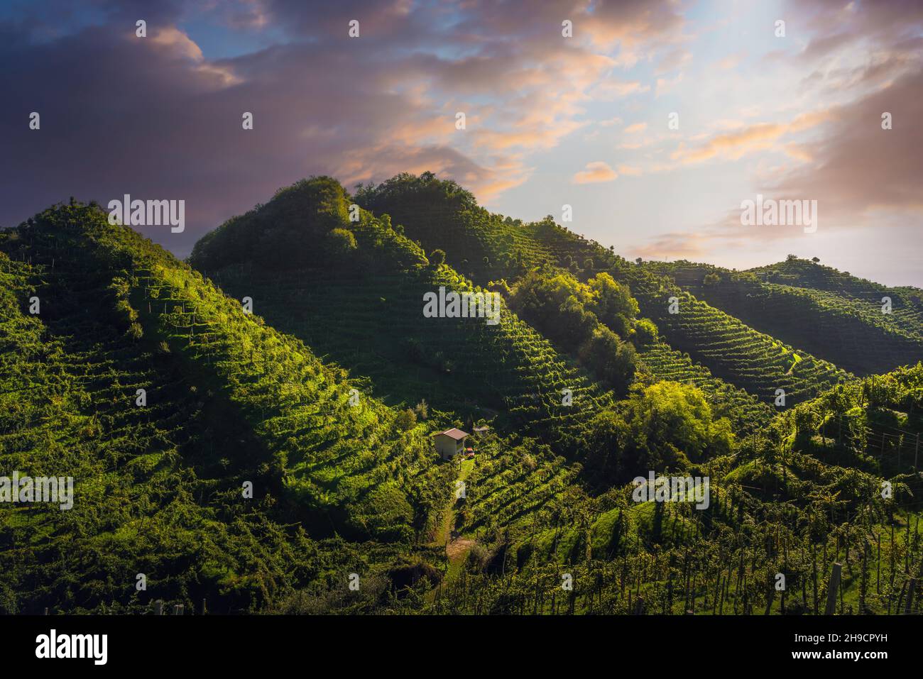 Prosecco Hills, landscape with steep vineyards after sunrise. Unesco World Heritage Site. Farra di Soligo. Veneto region, Italy, Europe. Stock Photo