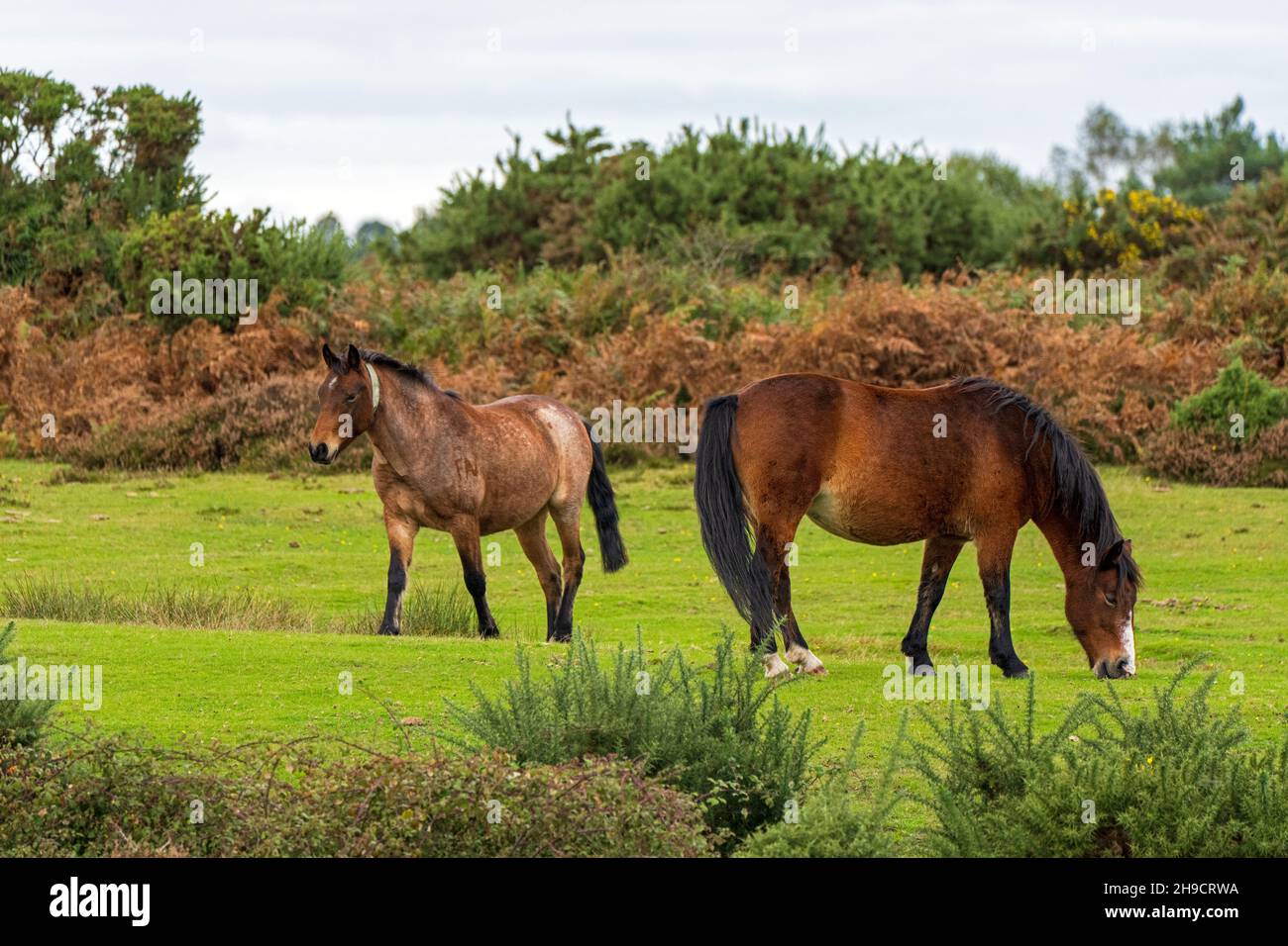 Pair of Ponies in the New Forest National Park, Hampshire, Uk Stock Photo