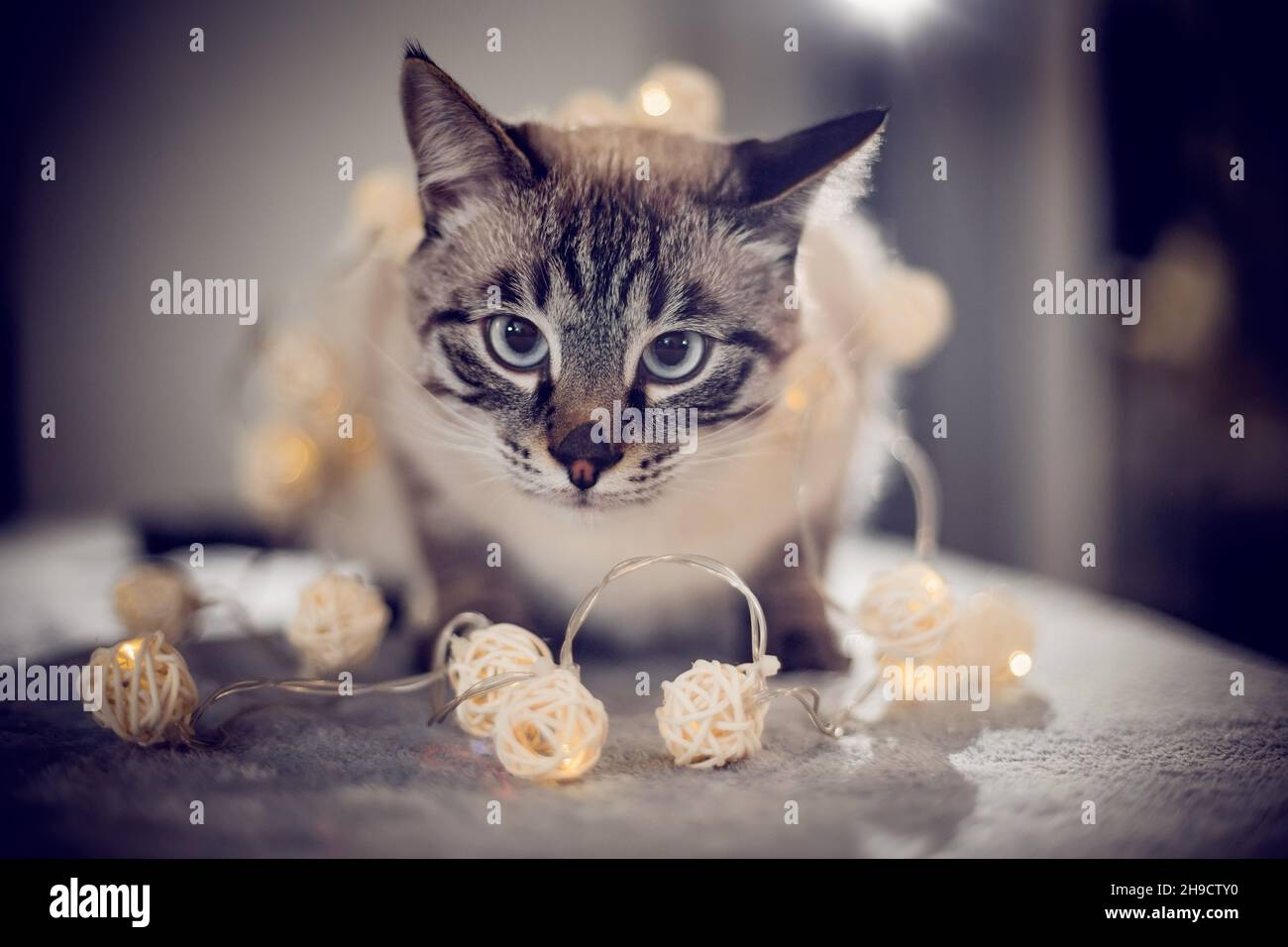 A Thai cat plays with a Christmas garland with balls. Portrait of a Thai cat with a Christmas garland. Cat with a striped muzzle. A pet and garland . Stock Photo