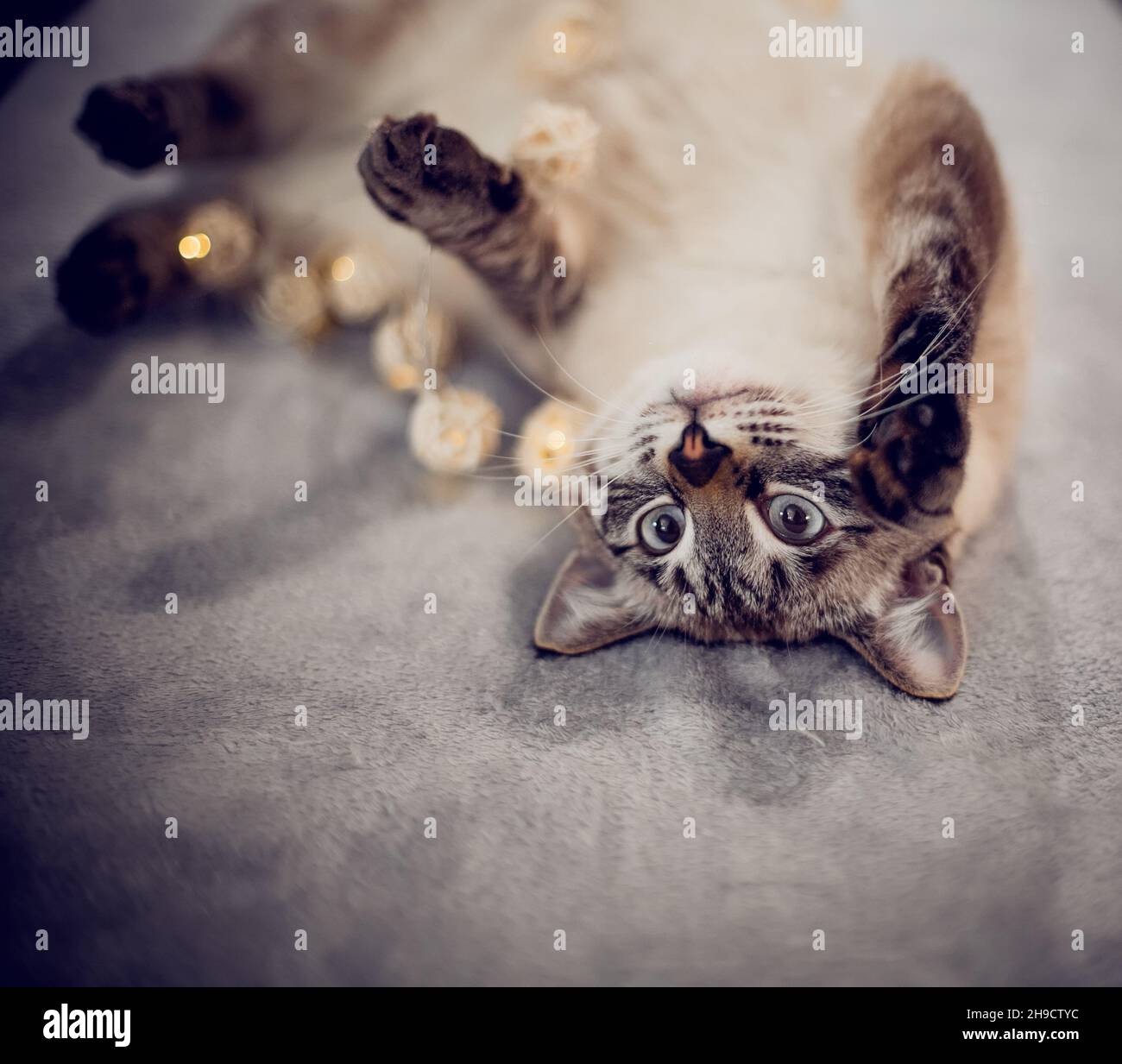 A Thai cat is lying with a Christmas garland with balls. Portrait of a Thai cat with a Christmas garland. Cat with a striped muzzle. A pet and garland Stock Photo